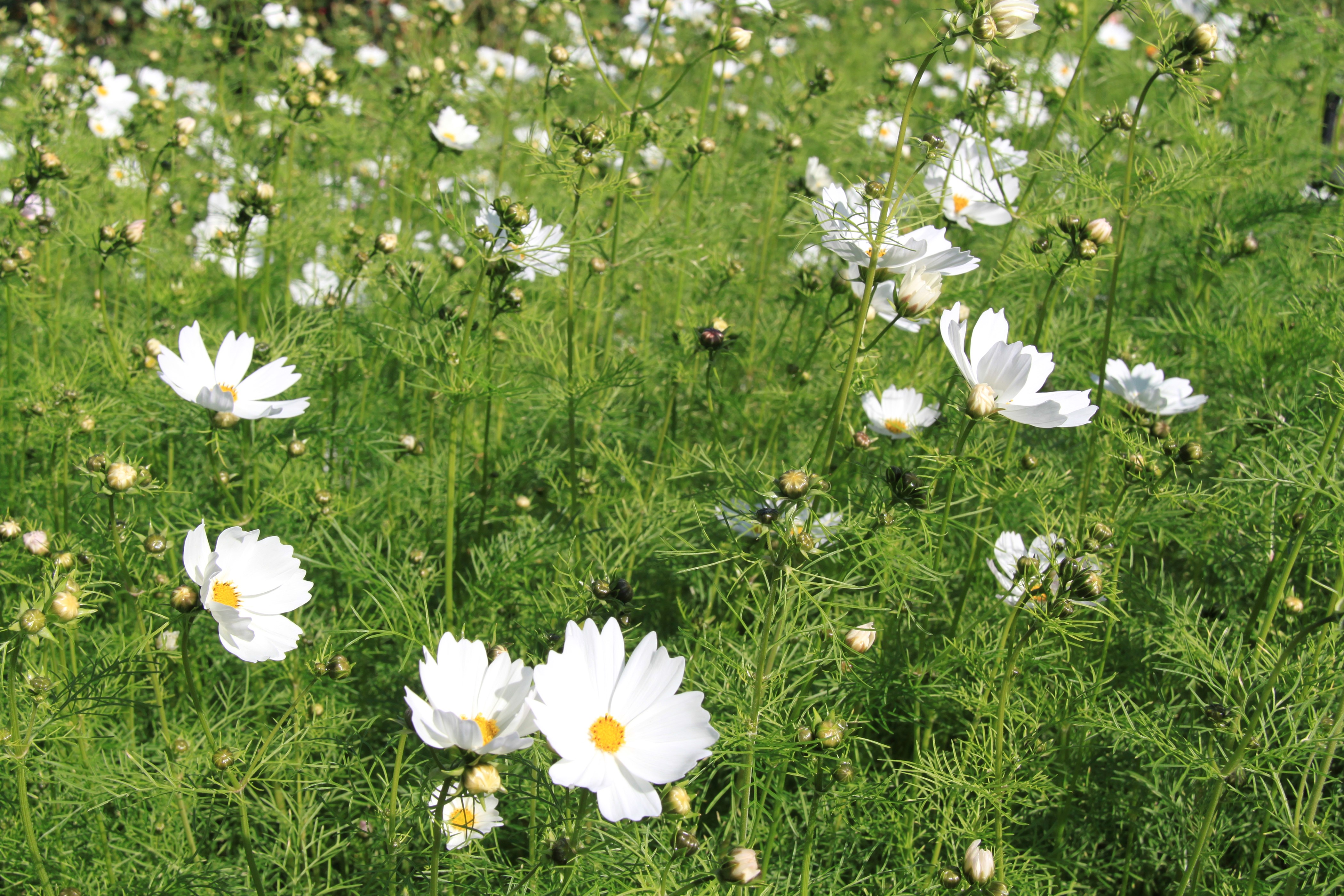 Field of White Cosmos Flowers HD Wallpaper