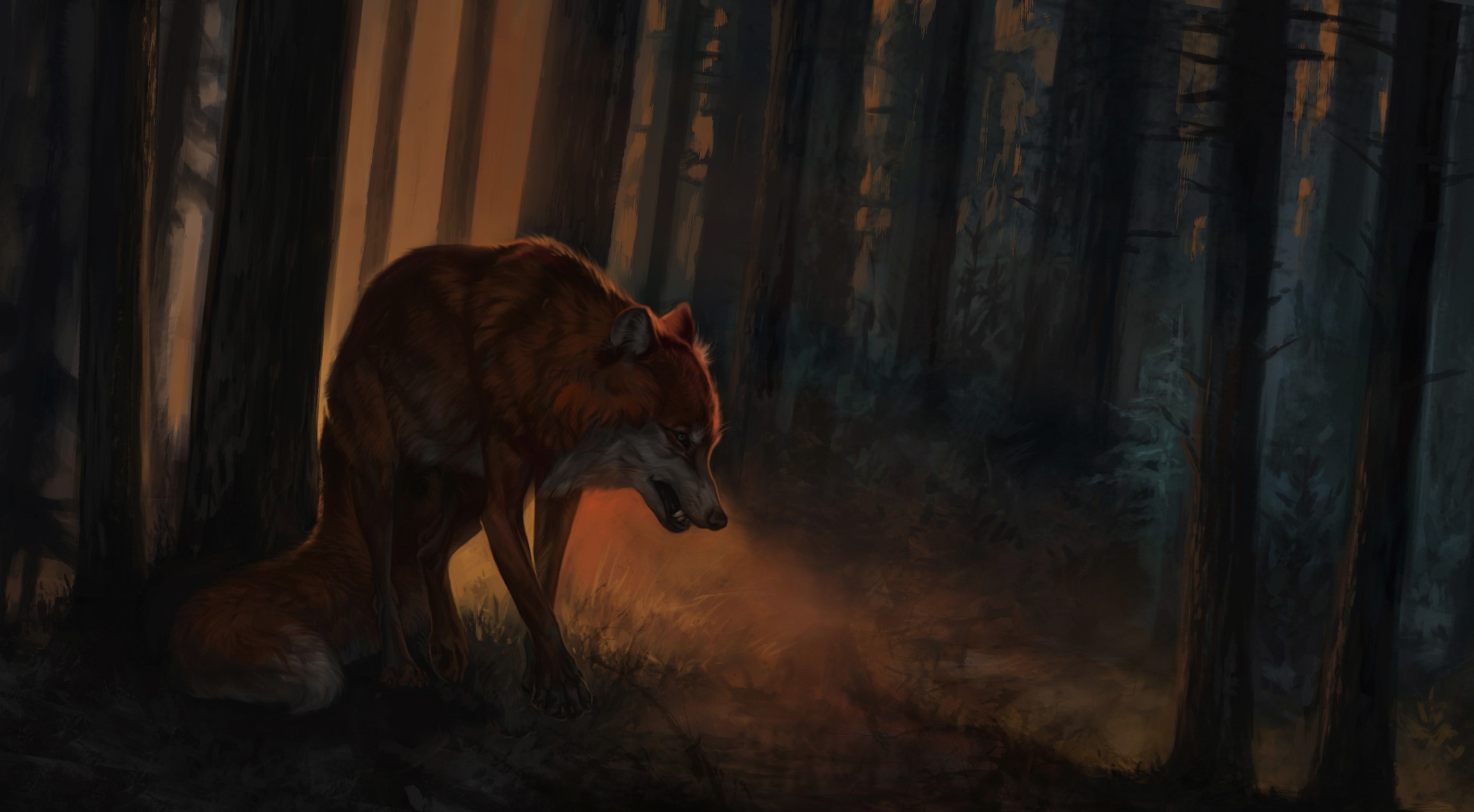 Fox in a dark forest at sunset HD Wallpaper