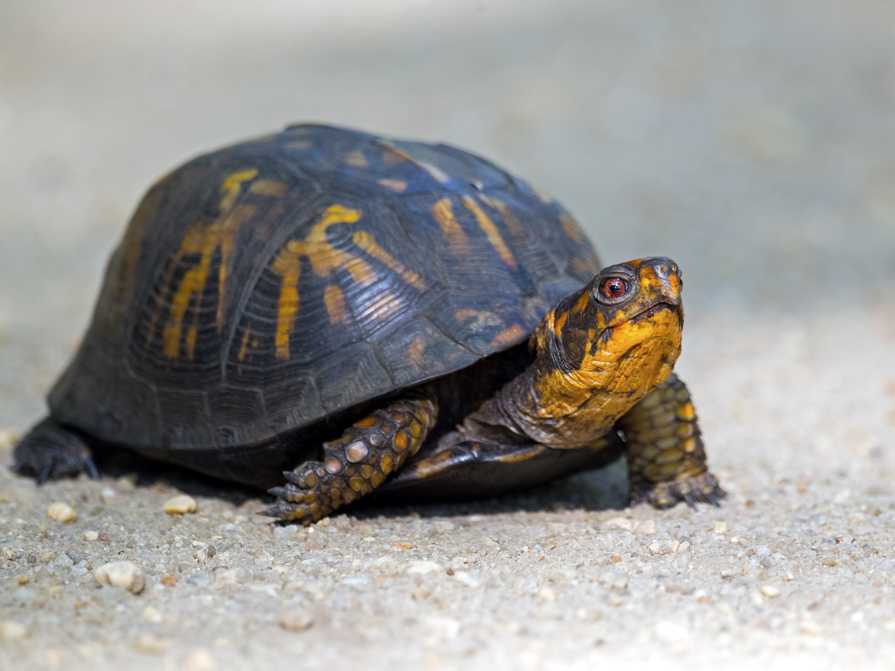 A close-up of a box turtle on a gravel path HD Wallpaper