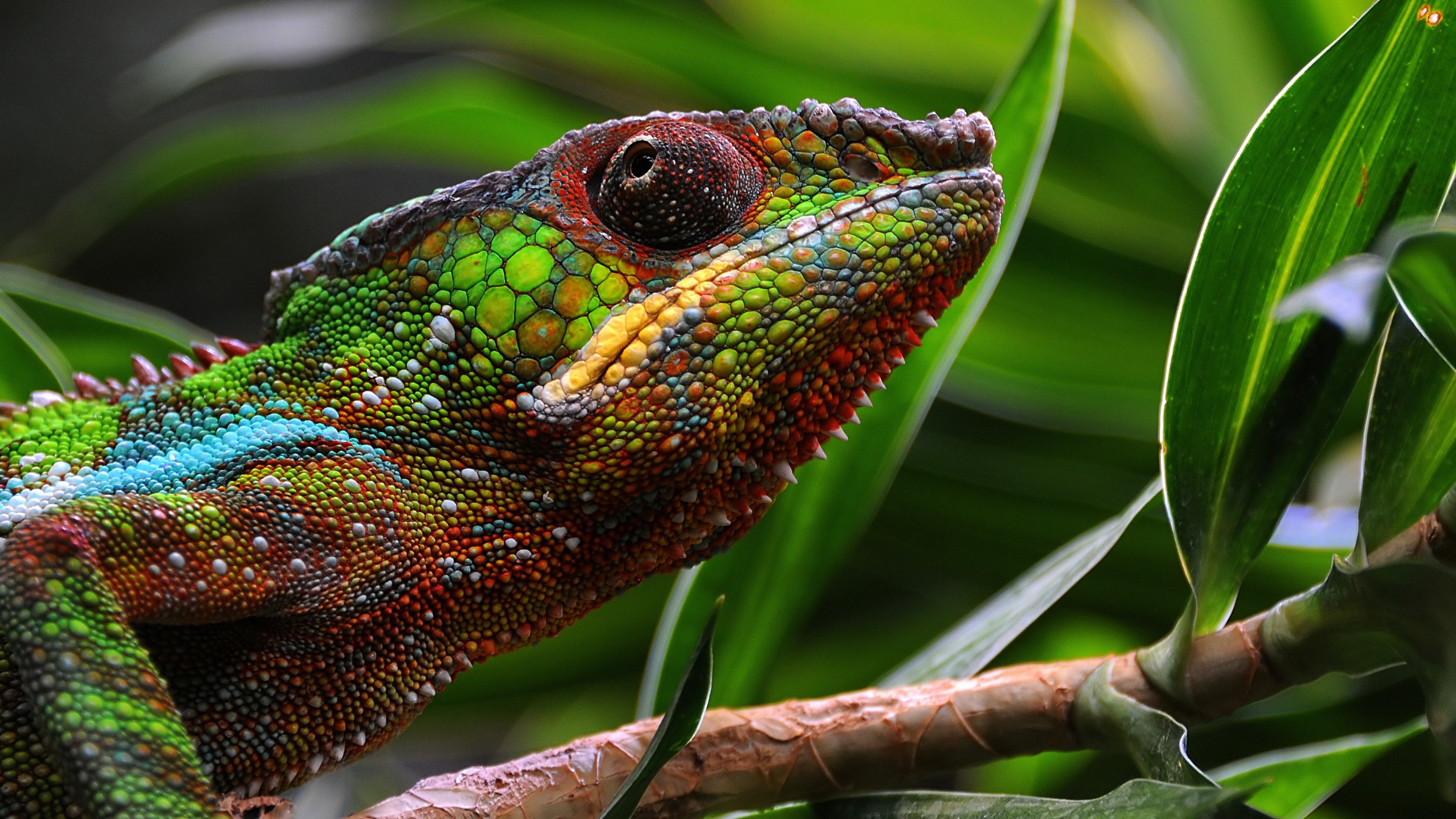 Closeup of a colorful chameleon on a branch HD Wallpaper