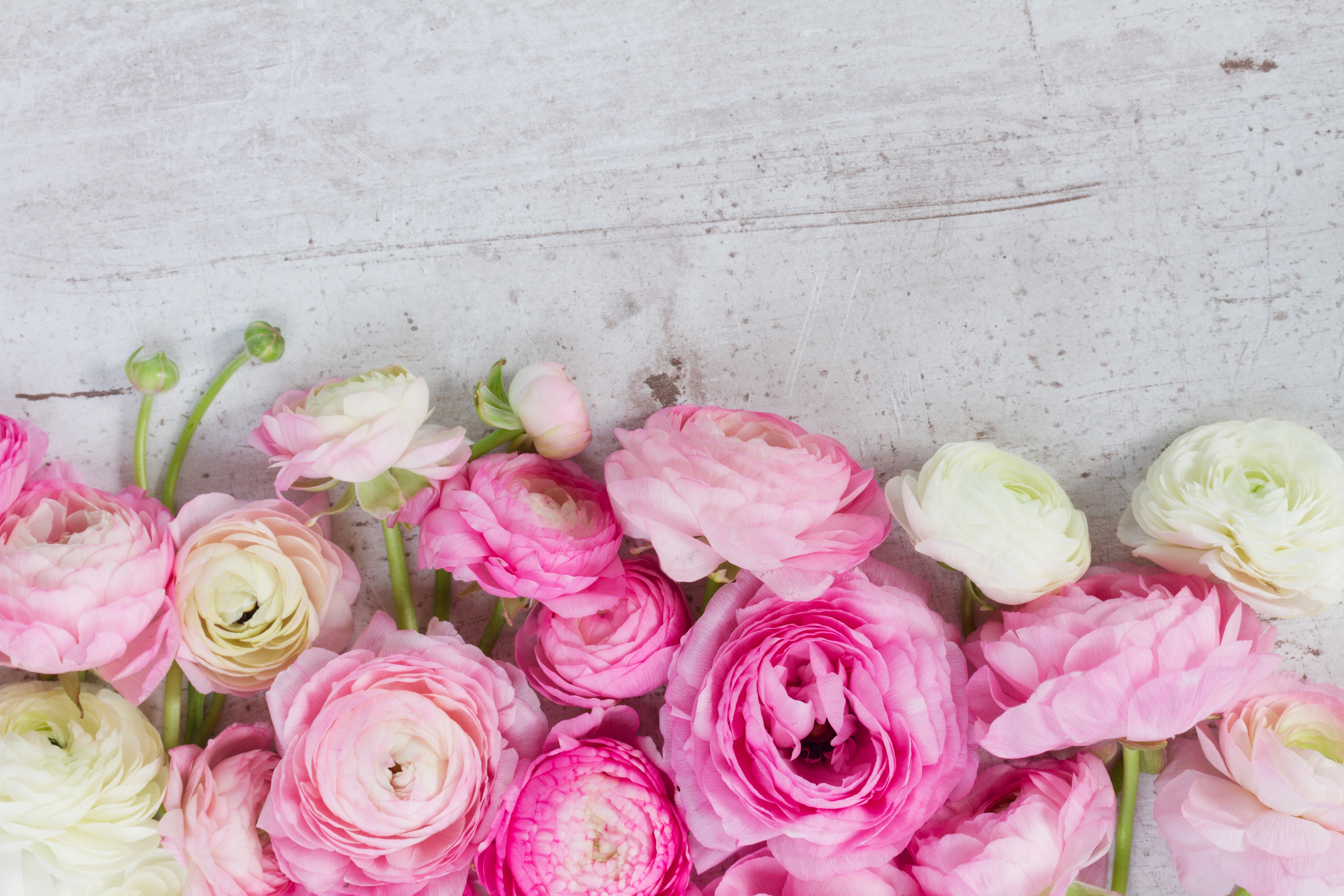 Pink and white ranunculus flowers on a textured surface HD Wallpaper