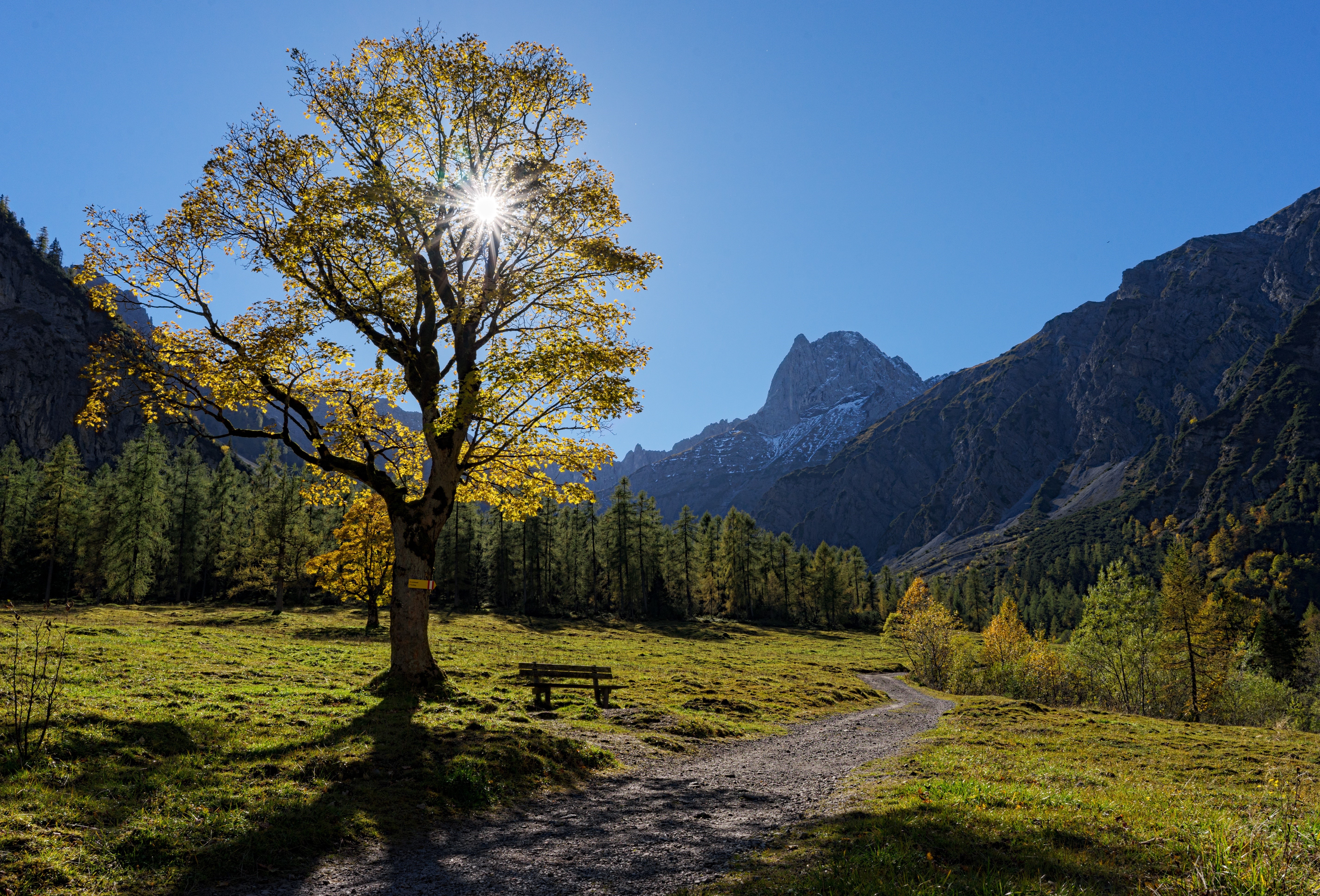 Autumn tree and mountains in Tyrol, Austria HD Wallpaper