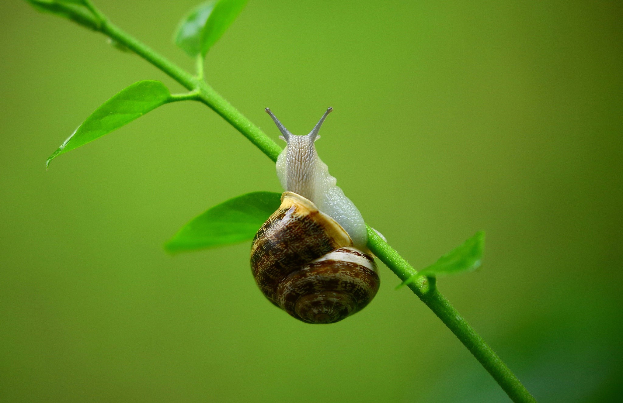 Snail on a green plant stem HD Wallpaper