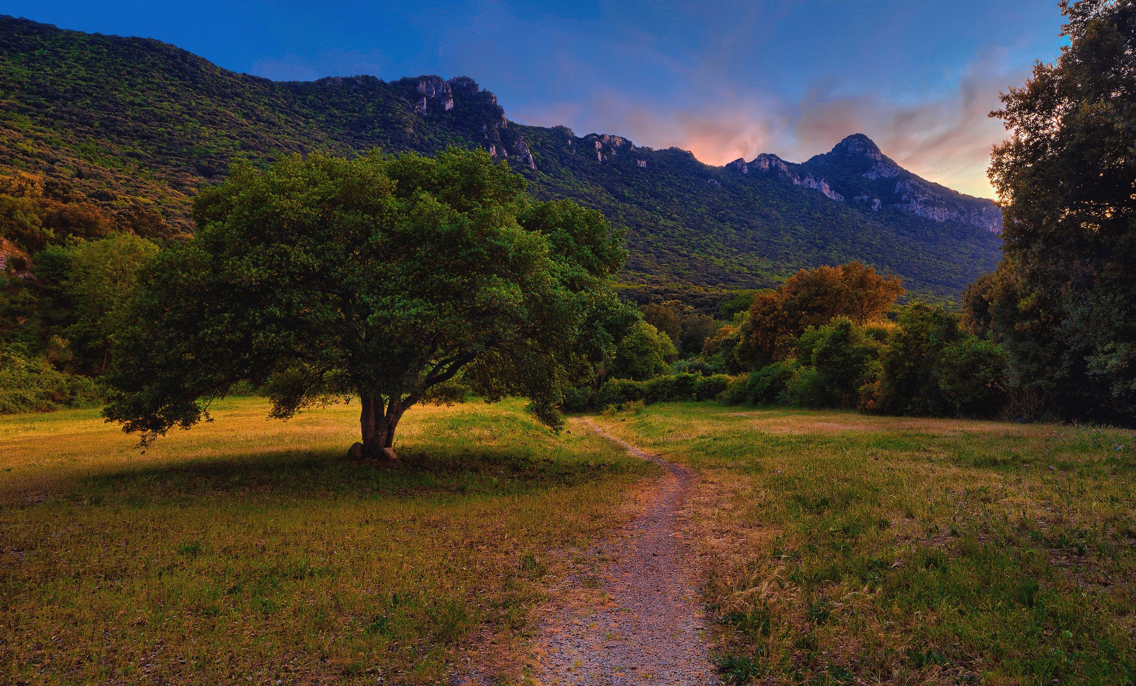 Path through a grassy field towards mountains at sunset HD Wallpaper