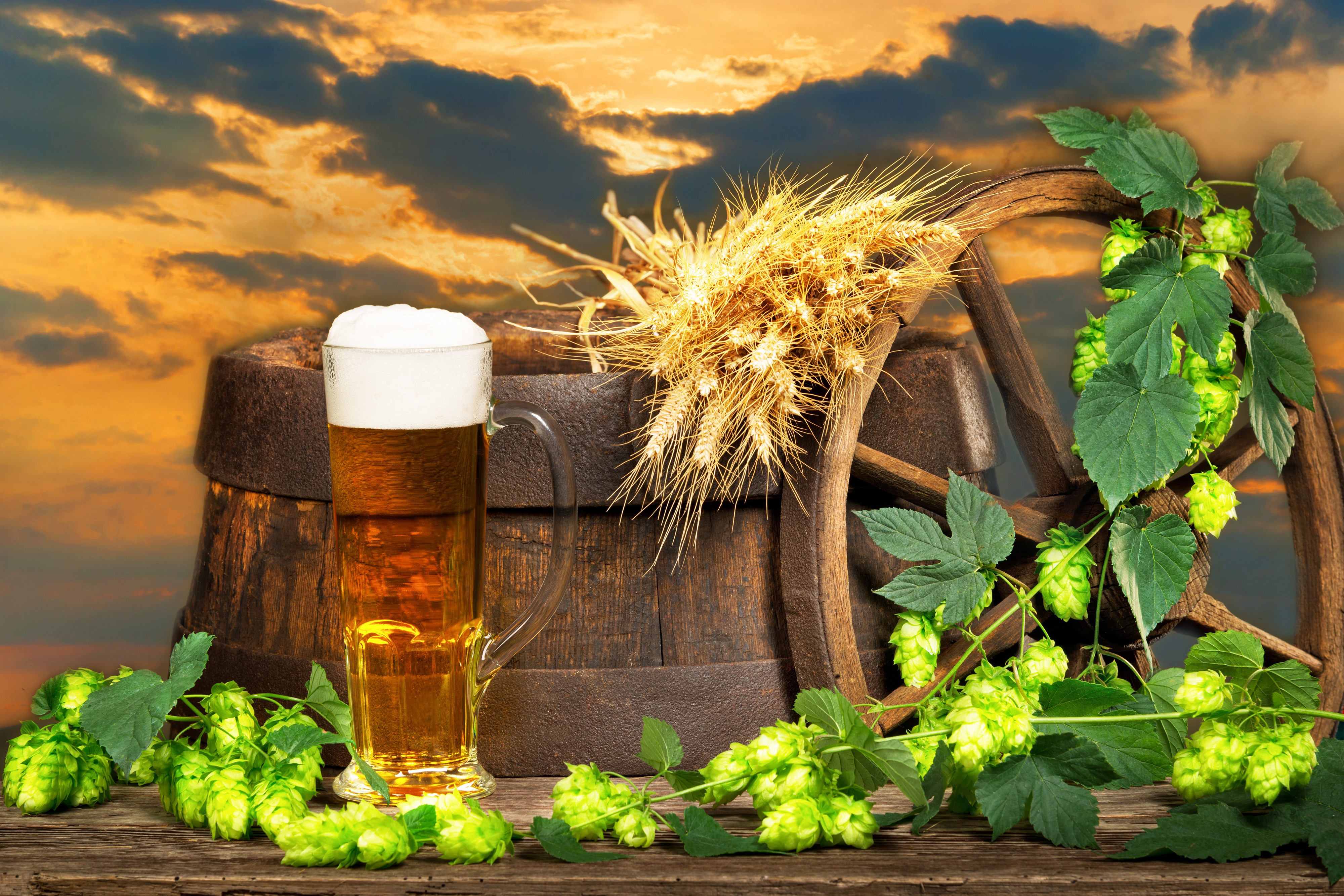 Beer Mug with Hops and Wheat near Barrel HD Wallpaper