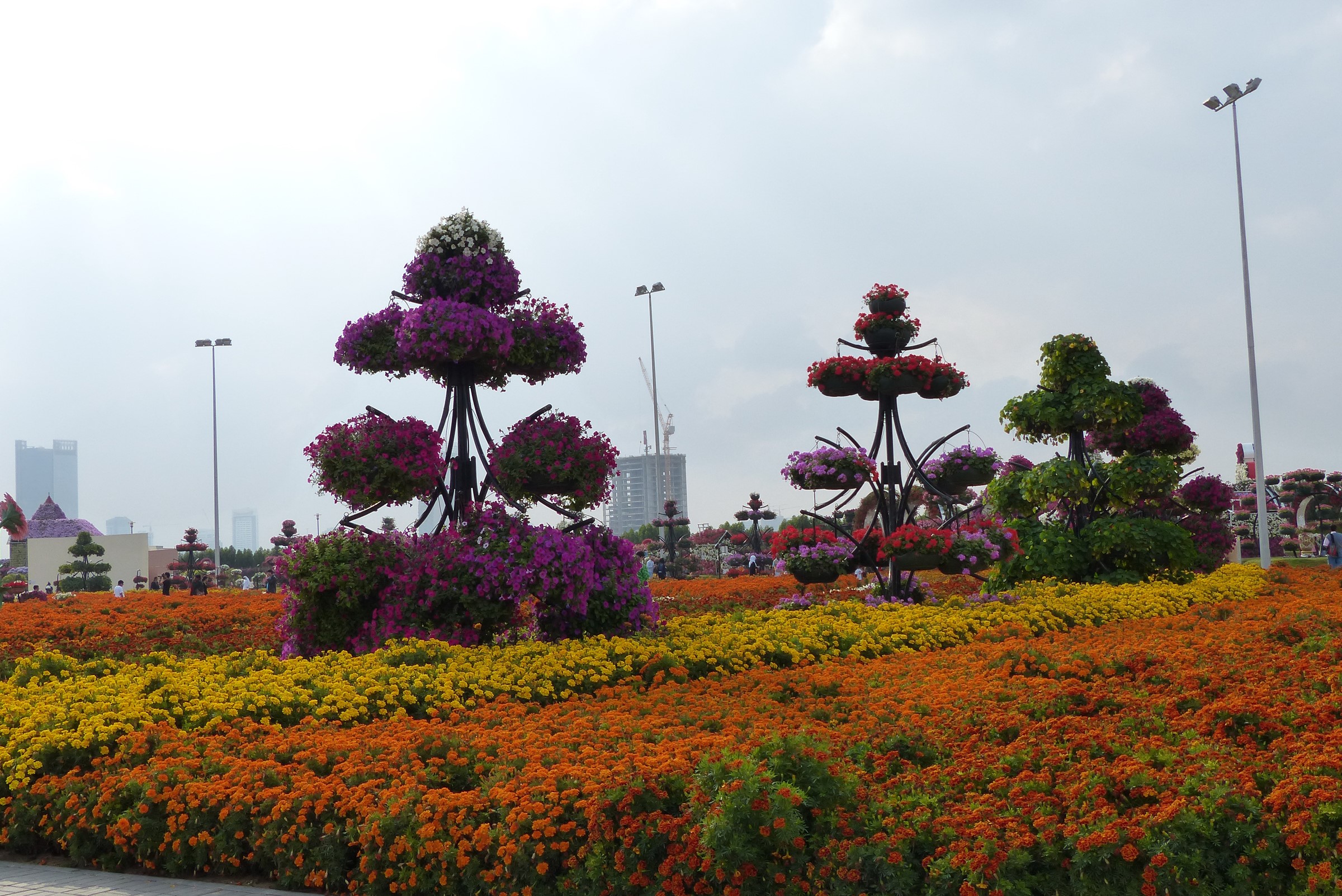 Miracle Garden Dubai with colorful flower beds and topiary trees HD Wallpaper