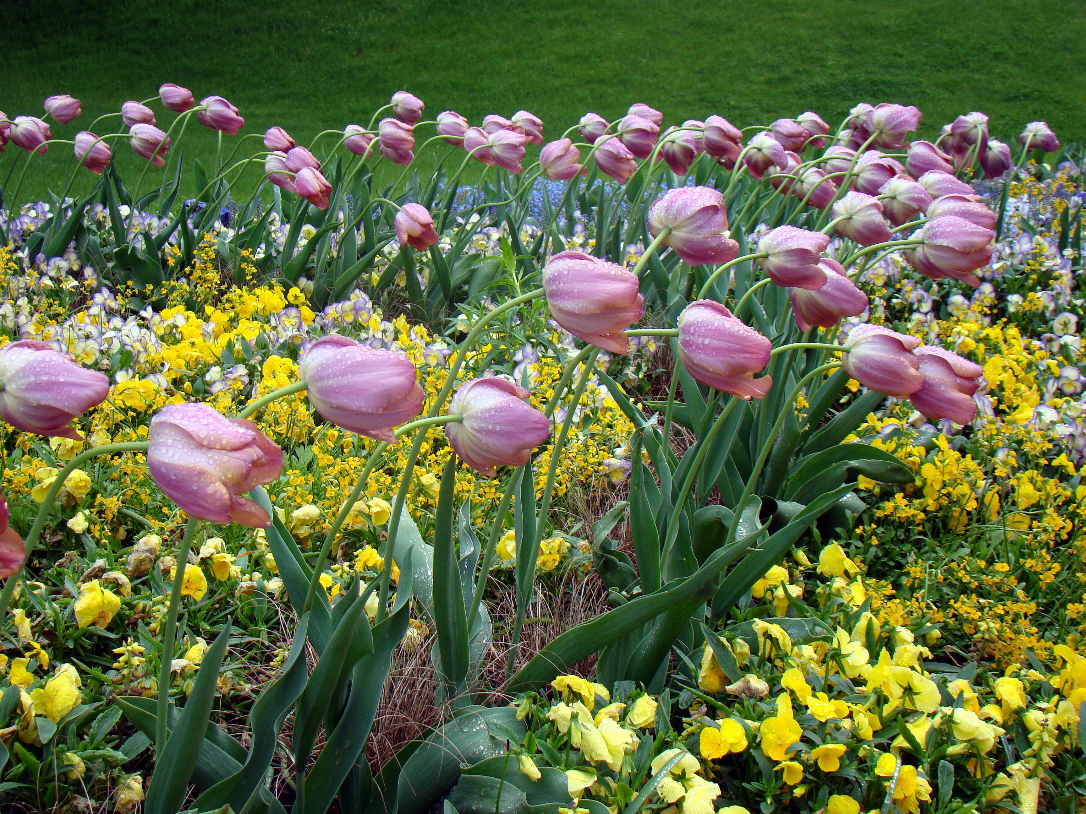 Pink tulips and yellow flowers in a garden HD Wallpaper