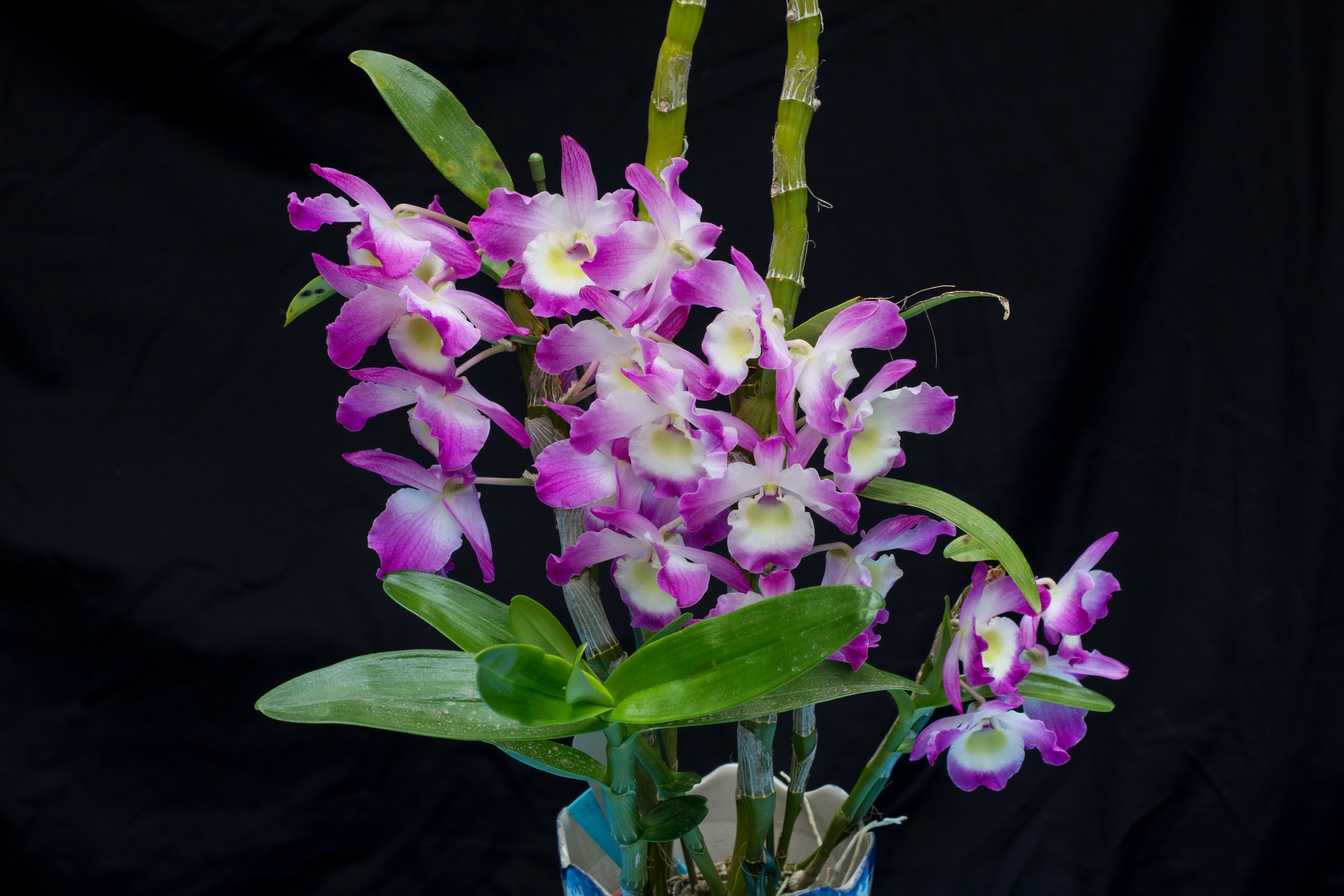 Pink and white orchids on a black background HD Wallpaper