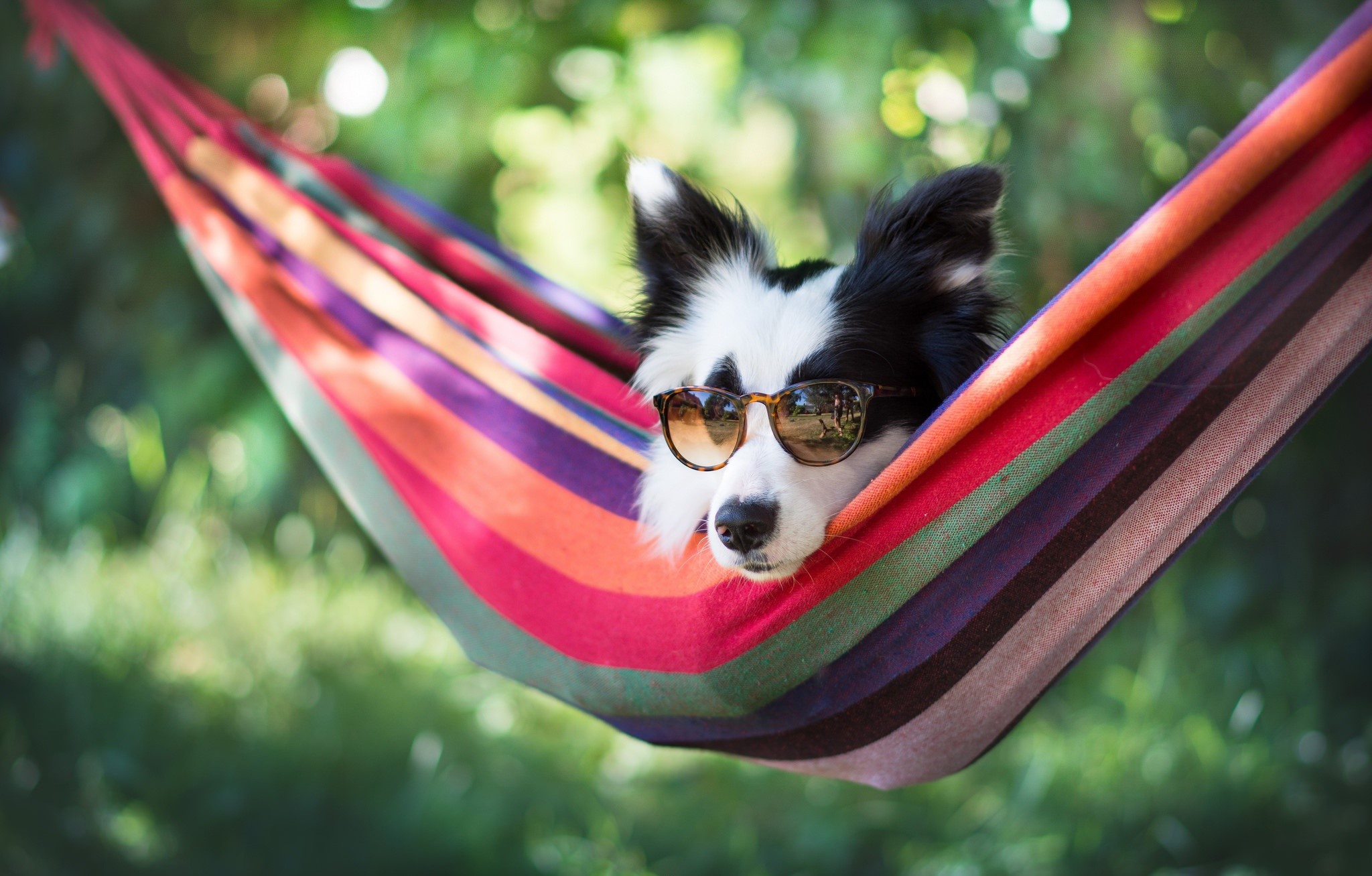 Border Collie dog wearing sunglasses relaxing in a hammock HD Wallpaper