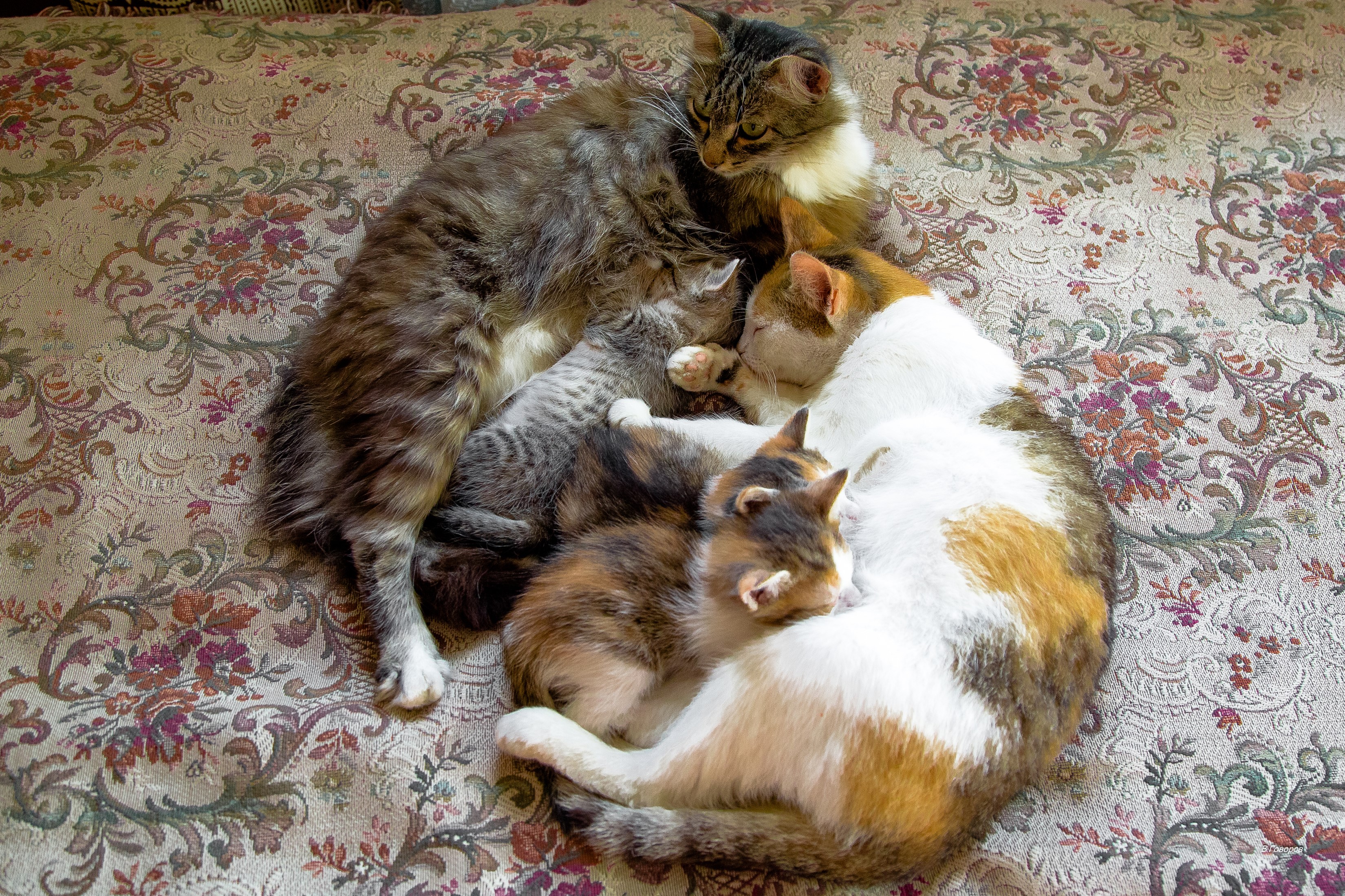 Group of cats and kittens cuddling on a patterned blanket HD Wallpaper