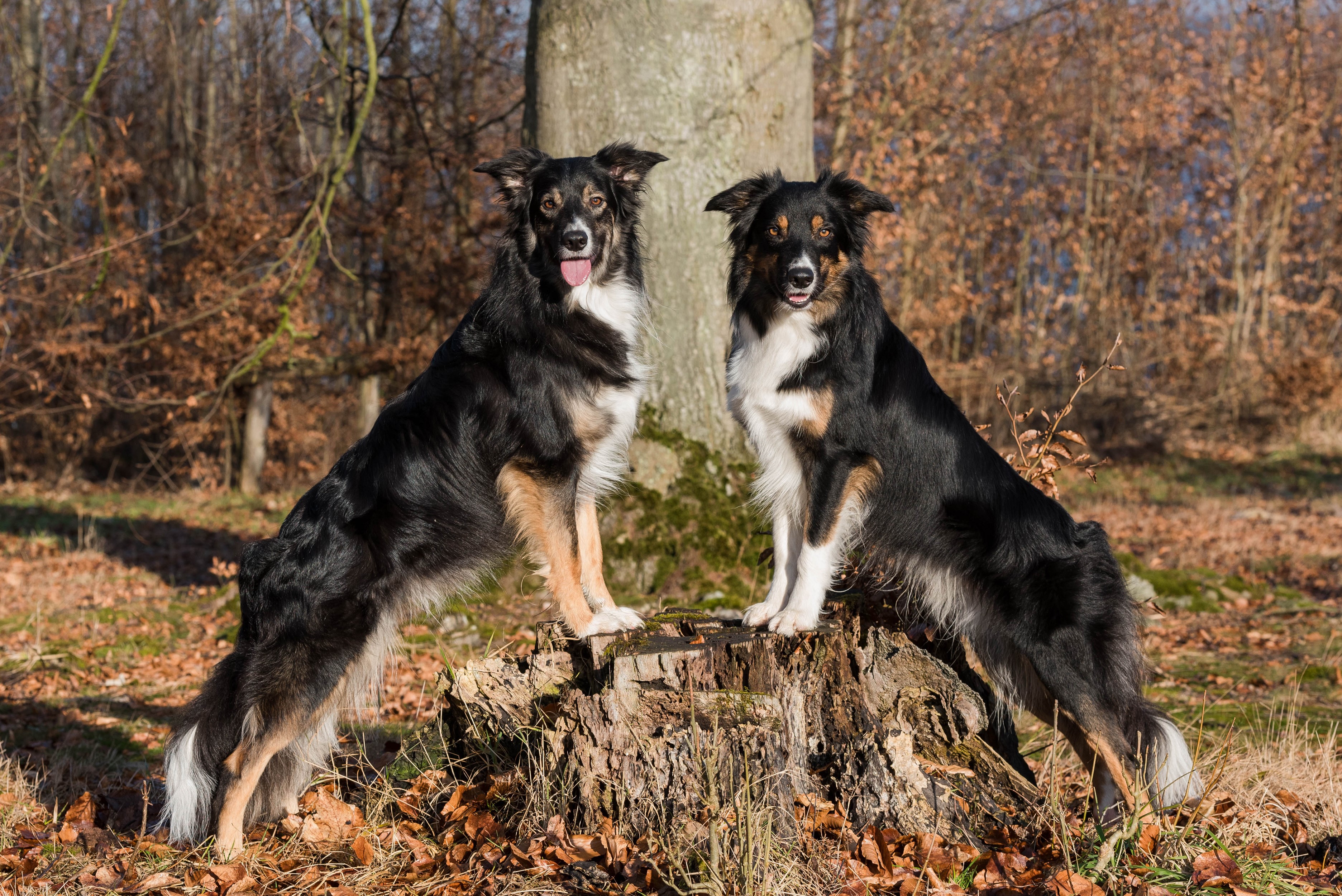 Two Border Collies on a Tree Stump in a Forest HD Wallpaper