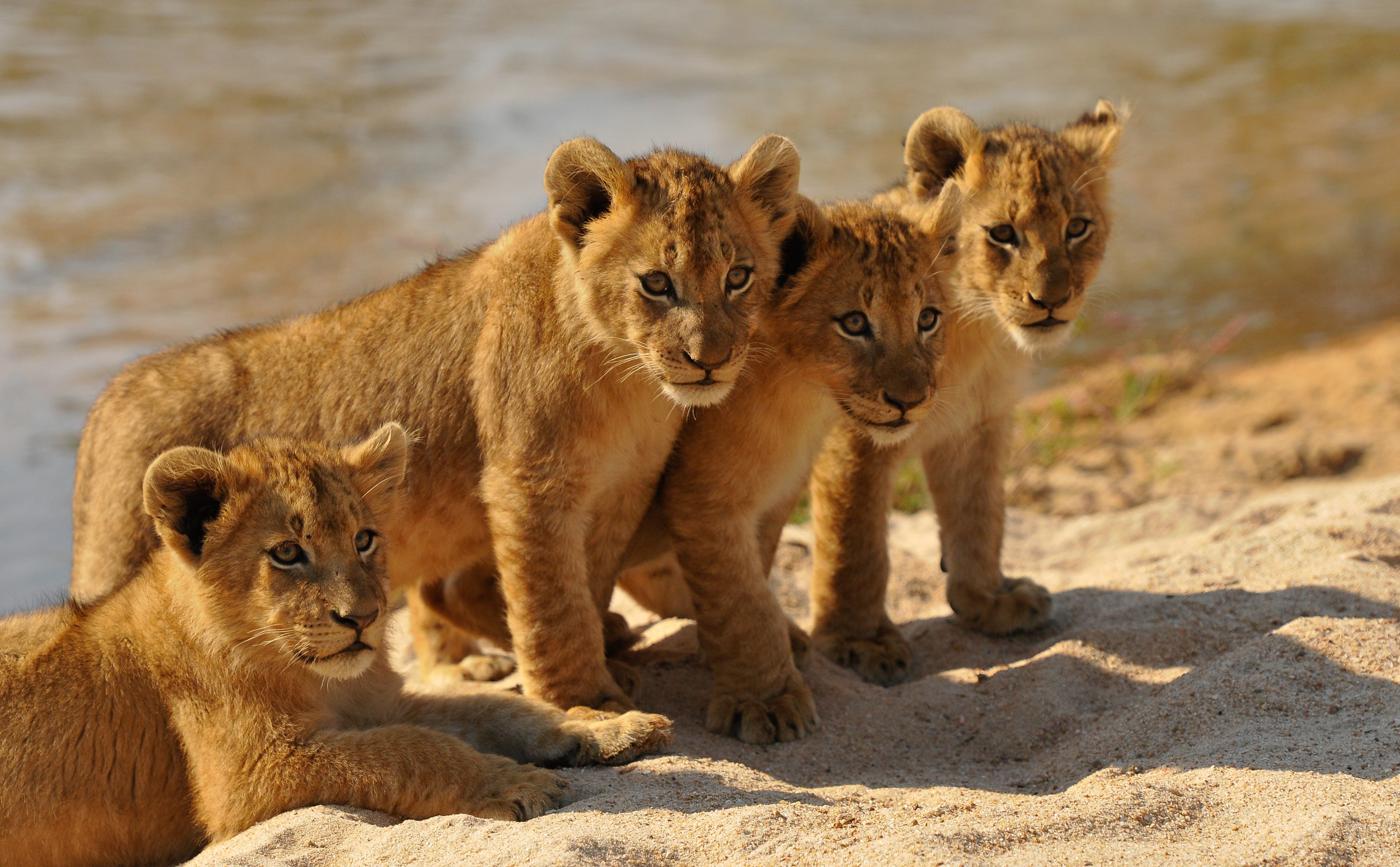 Four lion cubs on a sandy riverbank HD Wallpaper