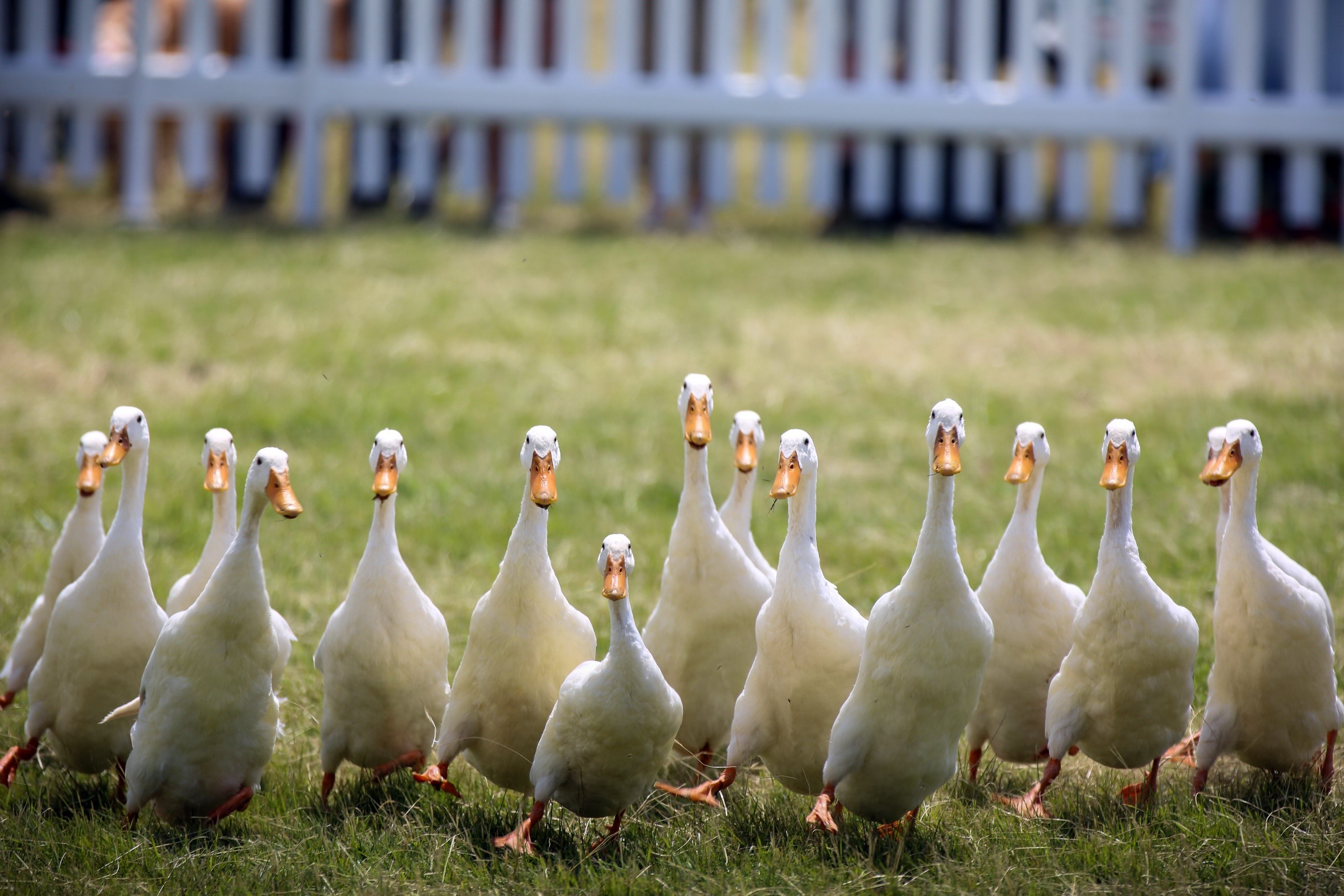 A flock of white ducks walking on grass HD Wallpaper