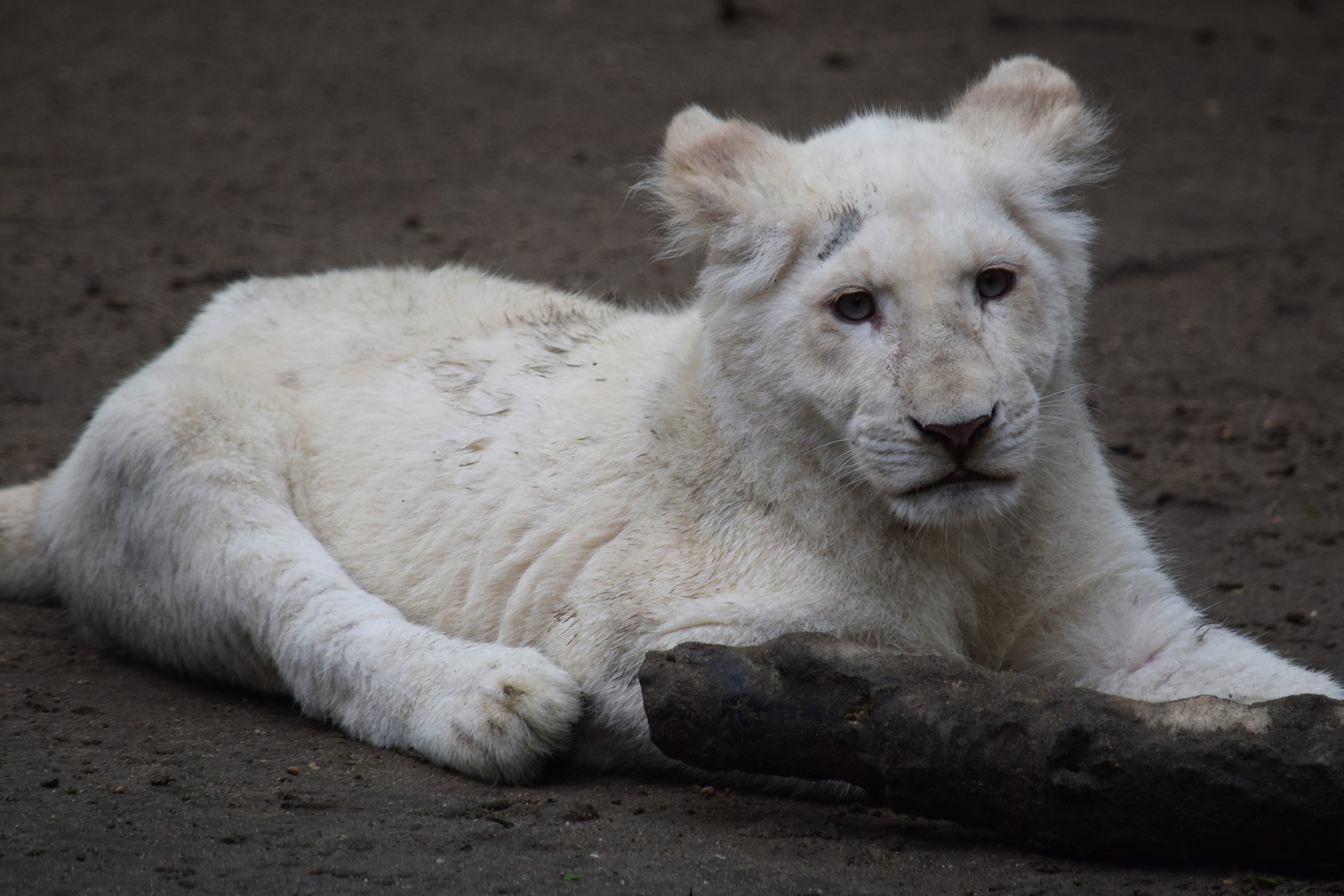 White Lion Cub Lying Down HD Wallpaper
