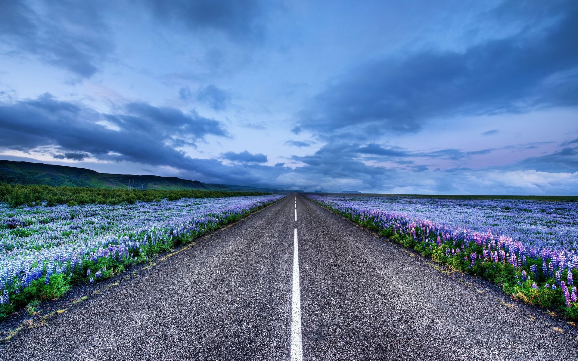 Road through a field of purple flowers under a cloudy sky HD Wallpaper