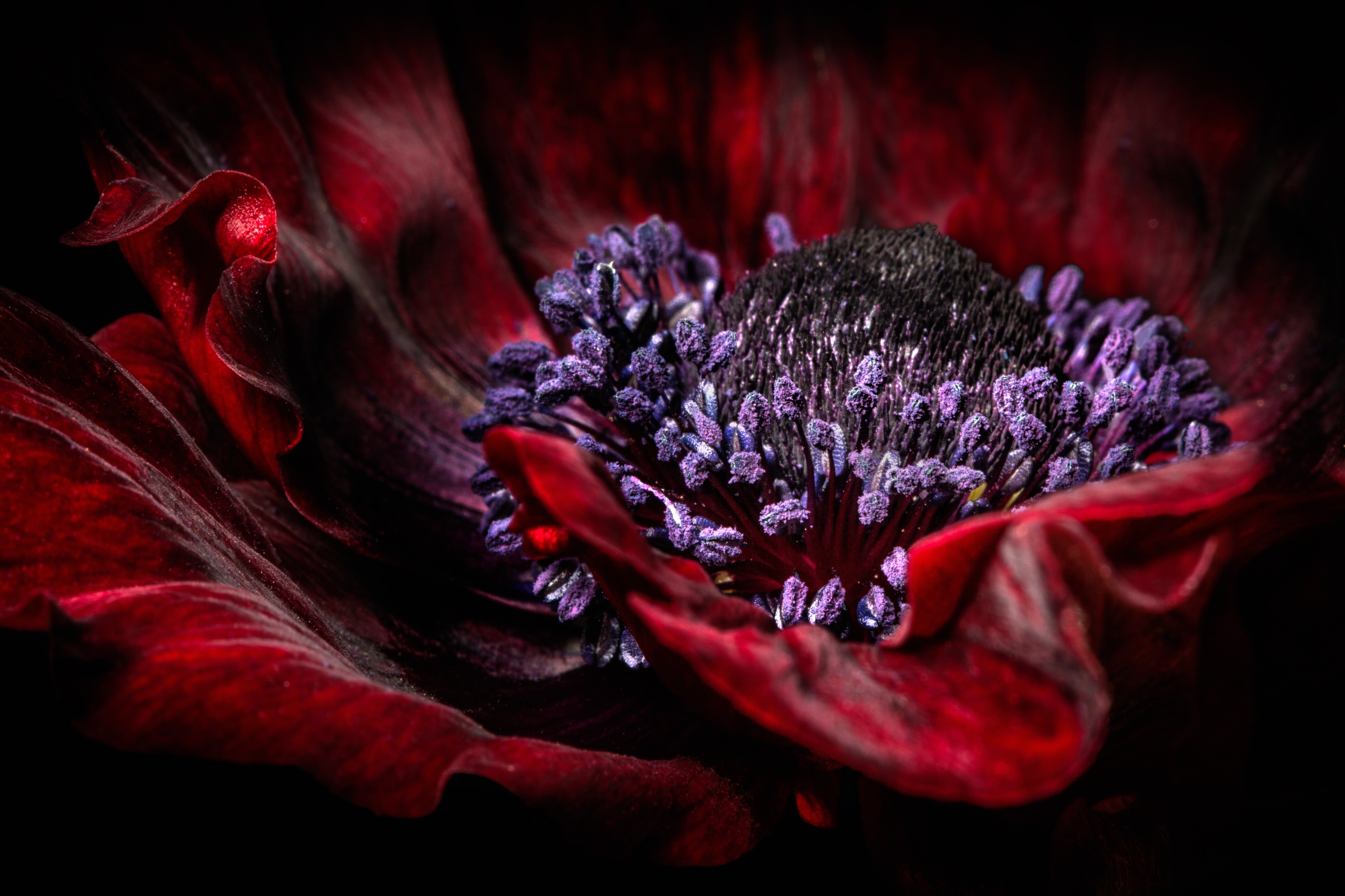 Macro Closeup of a Red Anemone Flower HD Wallpaper