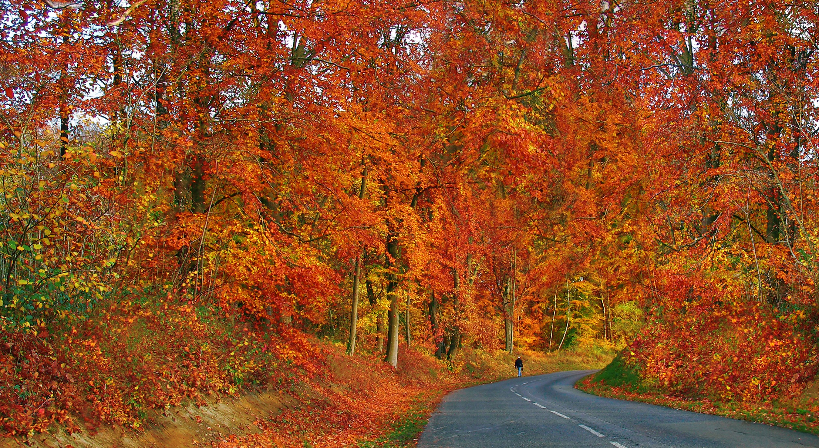 Road through an autumn forest with colorful foliage HD Wallpaper