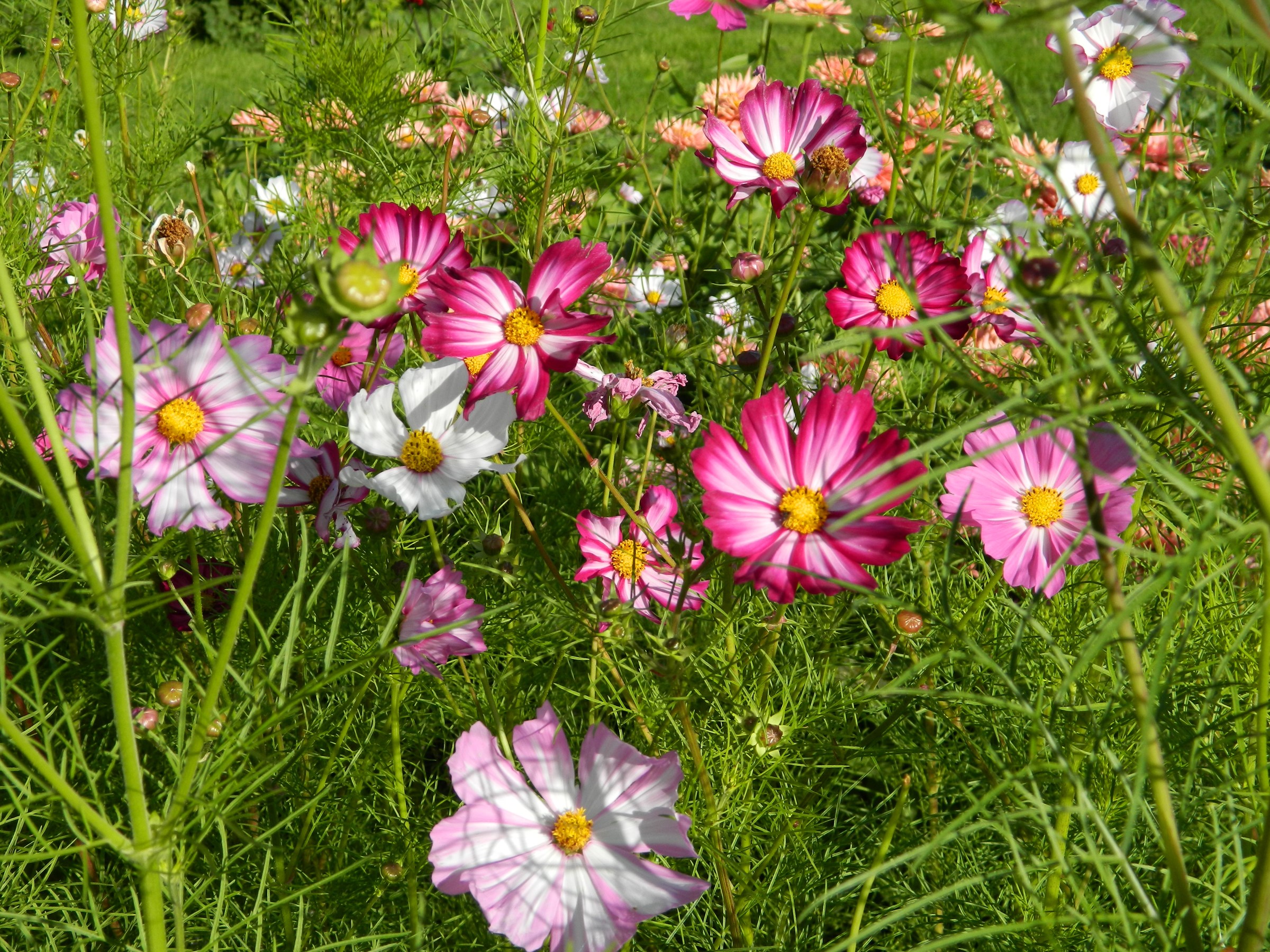 Cosmos flowers in a garden HD Wallpaper