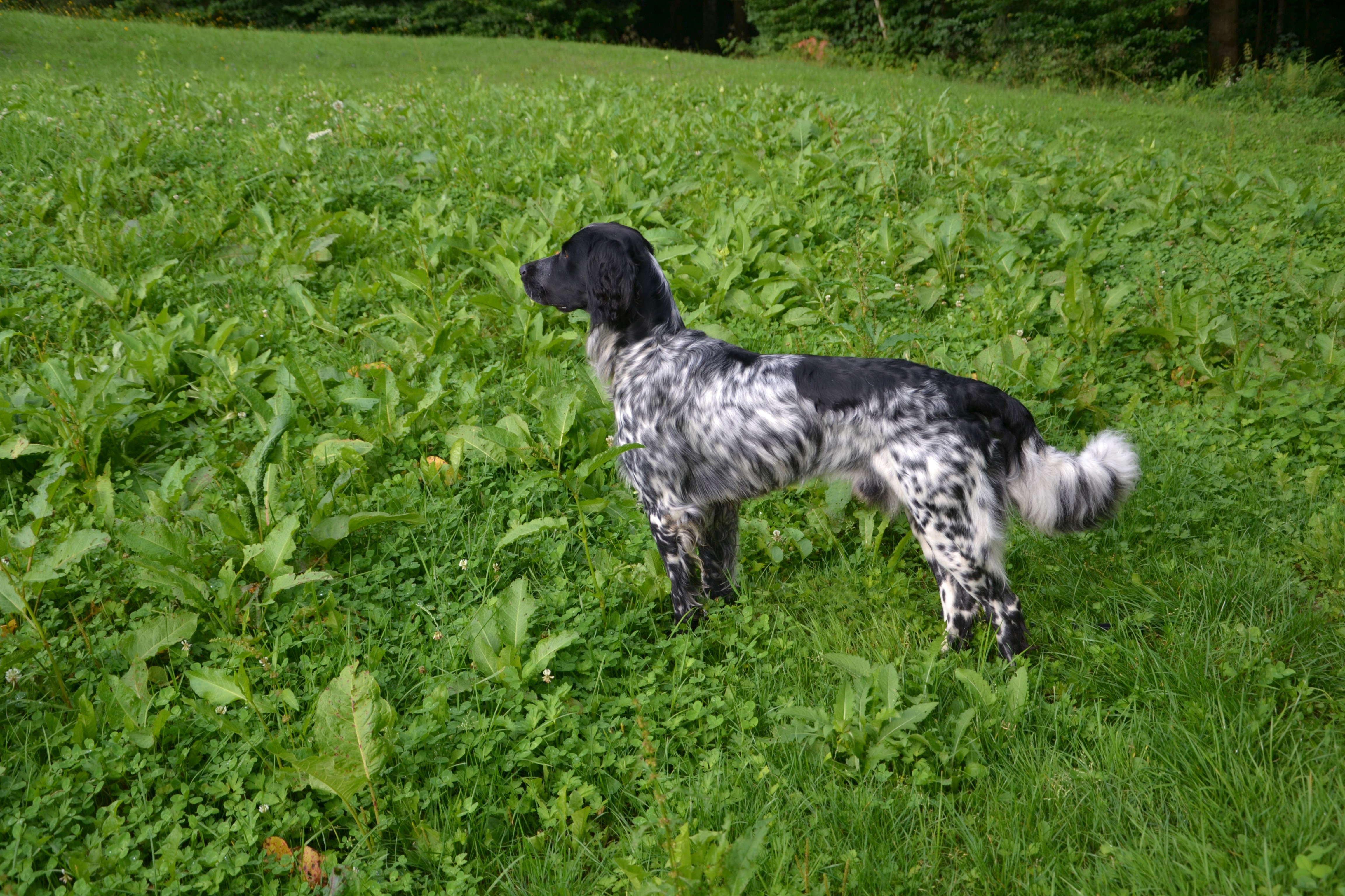 4K dog standing in grass HD Wallpaper