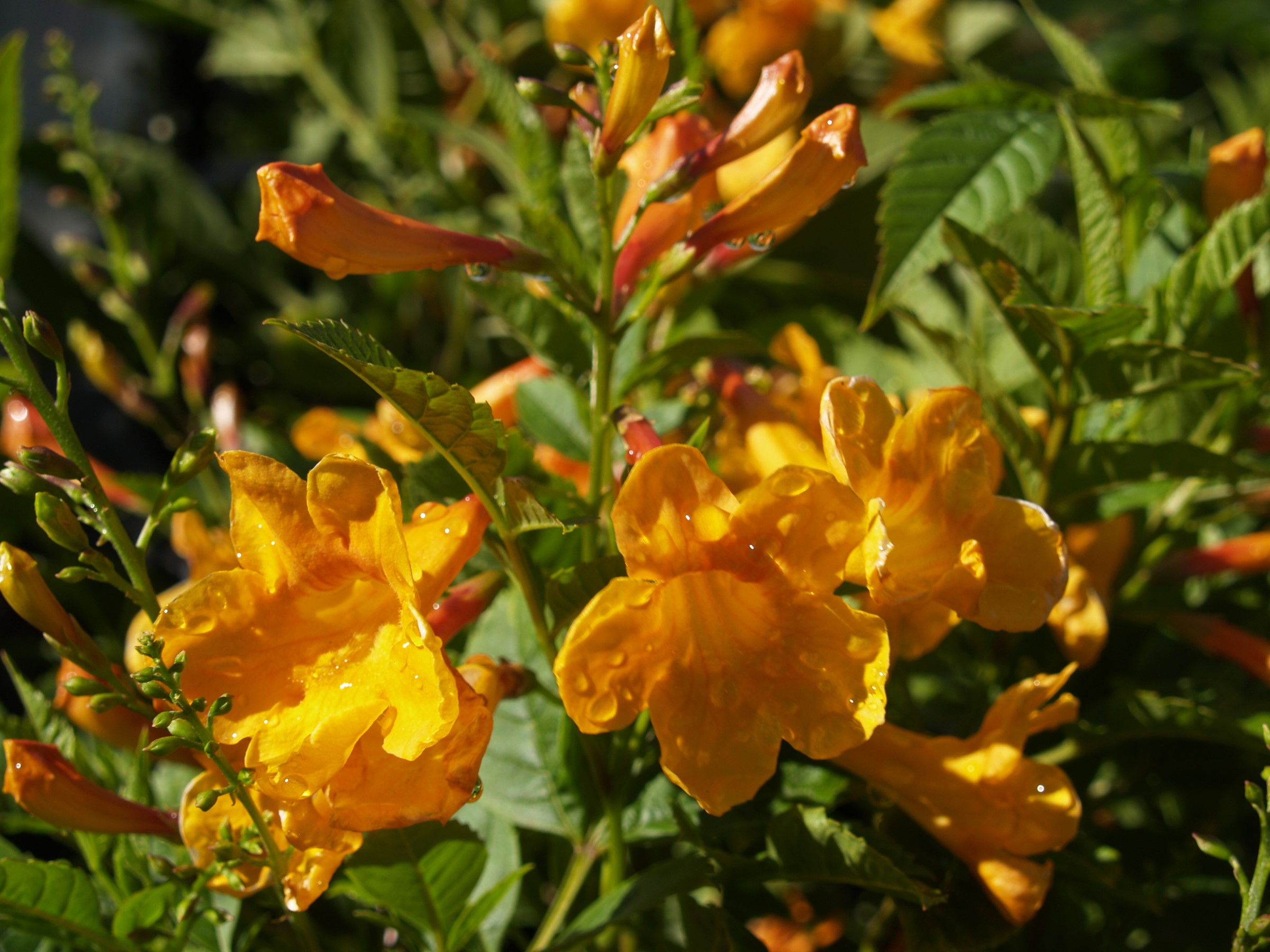 Yellow trumpet flowers with water droplets HD Wallpaper