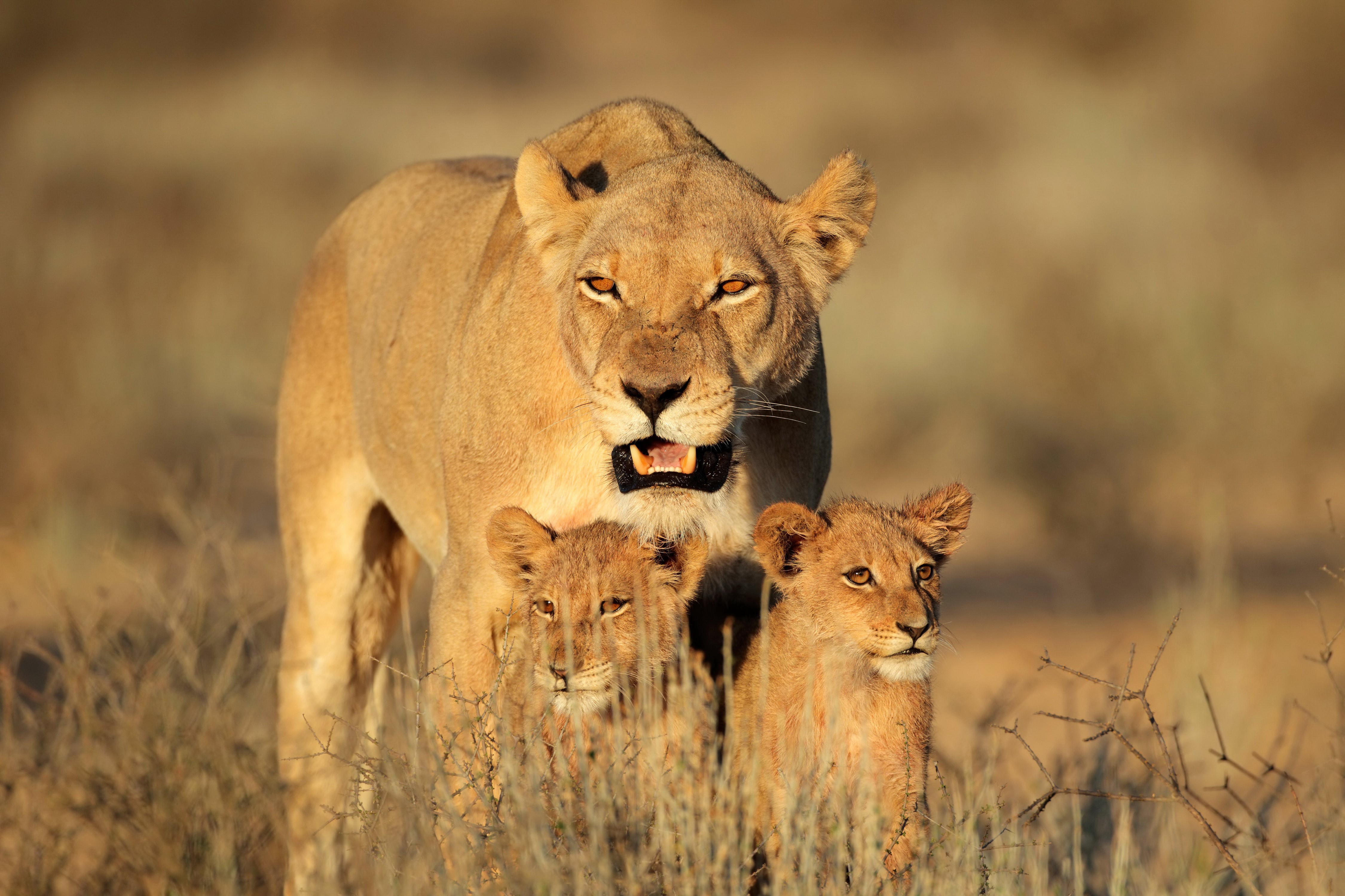 Lioness with two cubs in dry grass HD Wallpaper