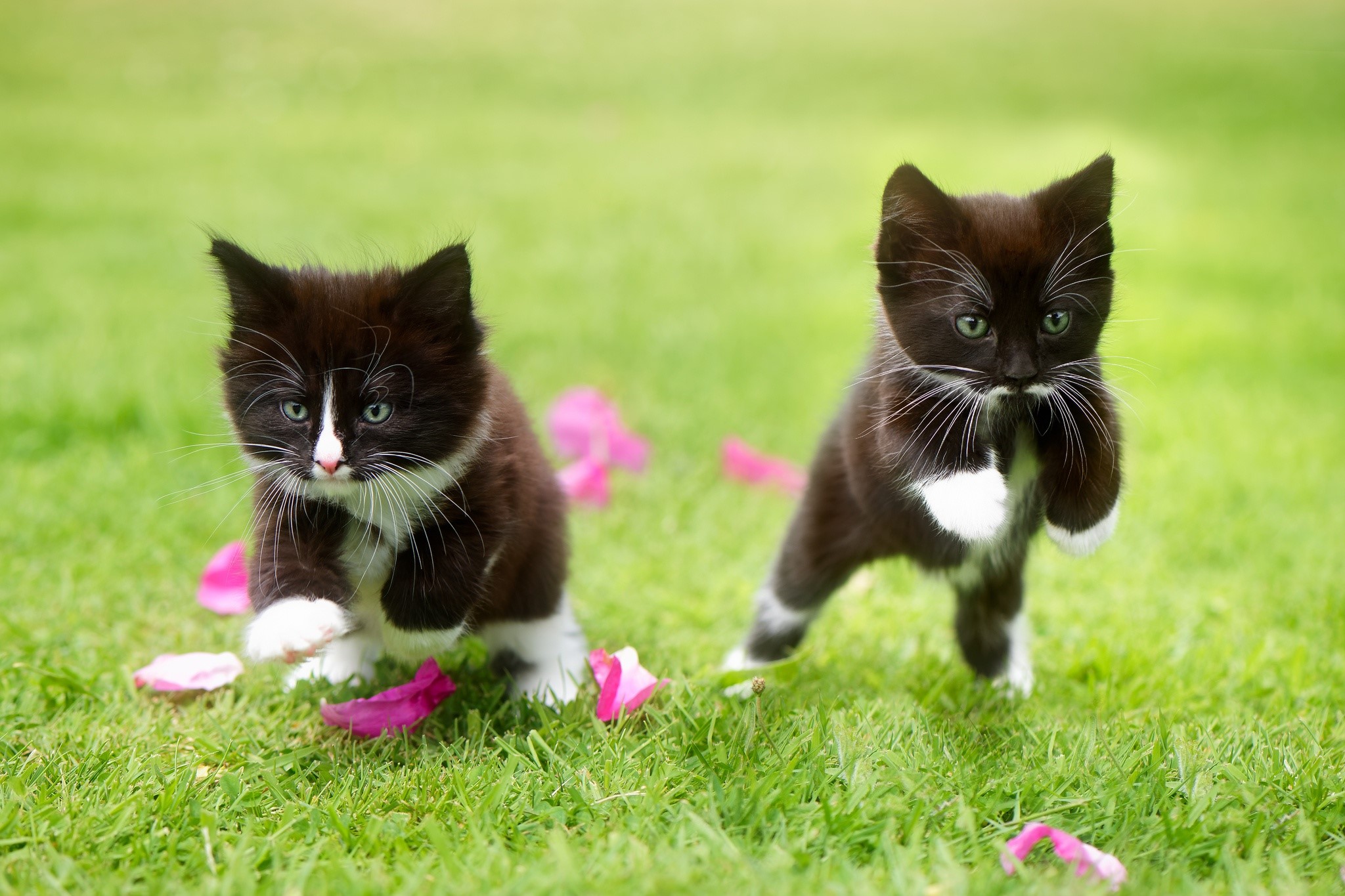 Two black and white kittens jumping on grass HD Wallpaper