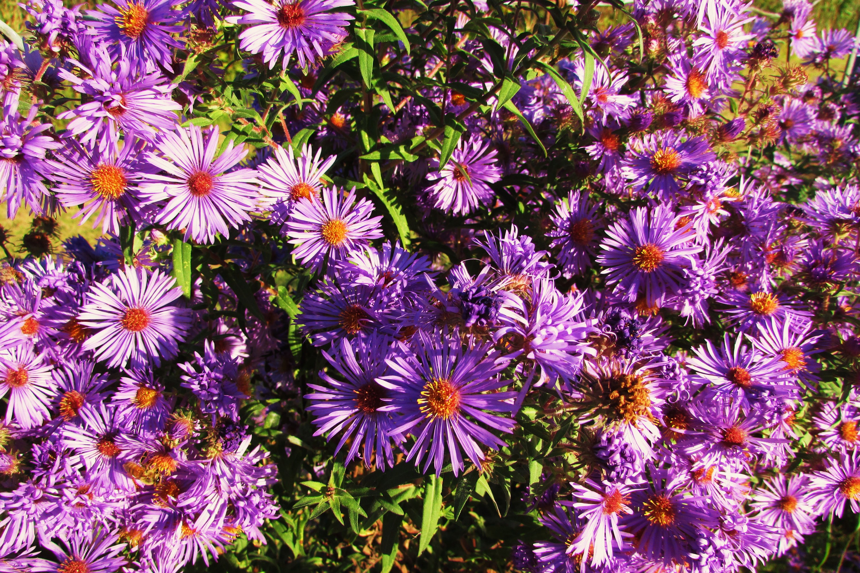 Purple Asters in Bloom HD Wallpaper