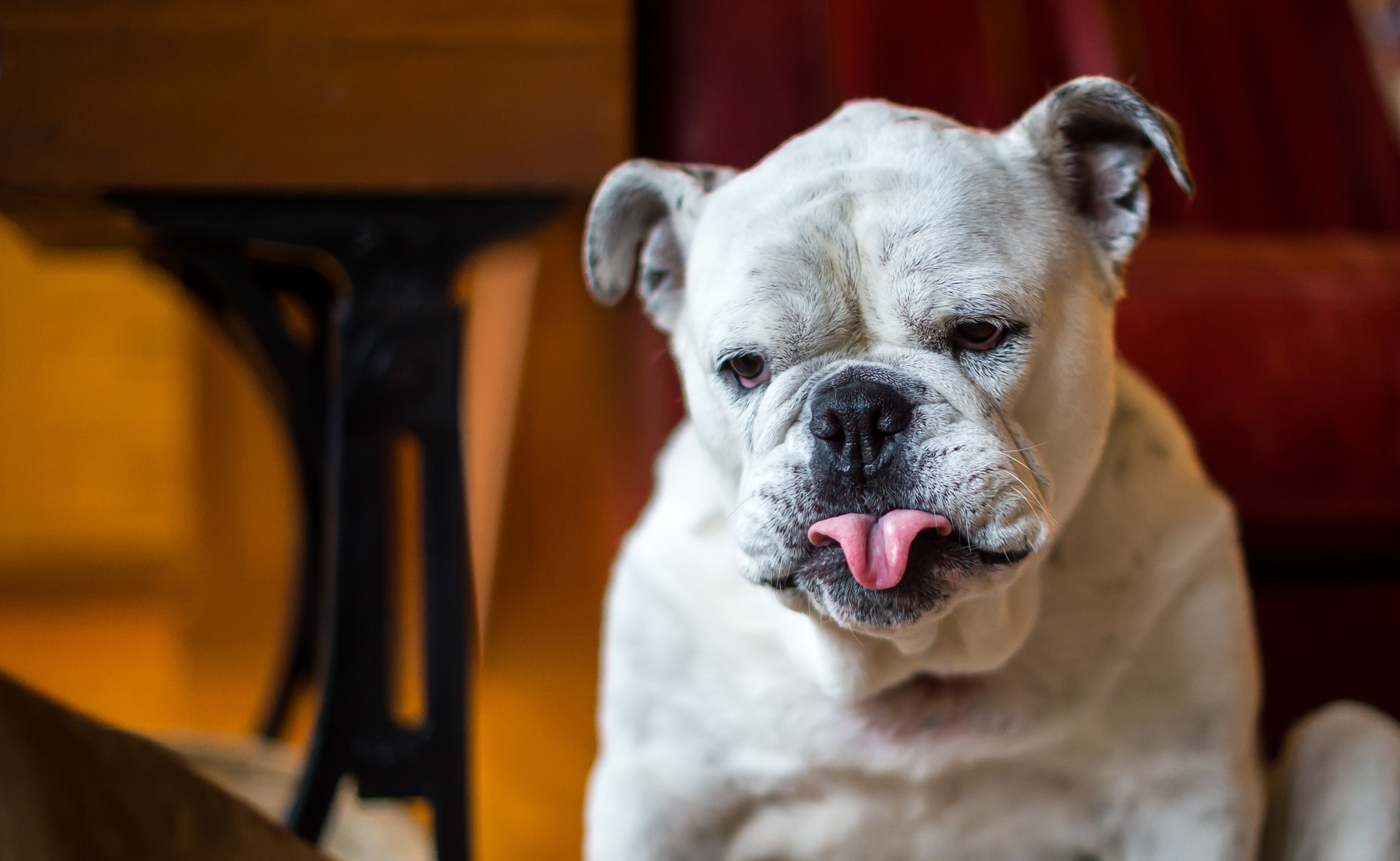 White Bulldog with Tongue Out HD Wallpaper
