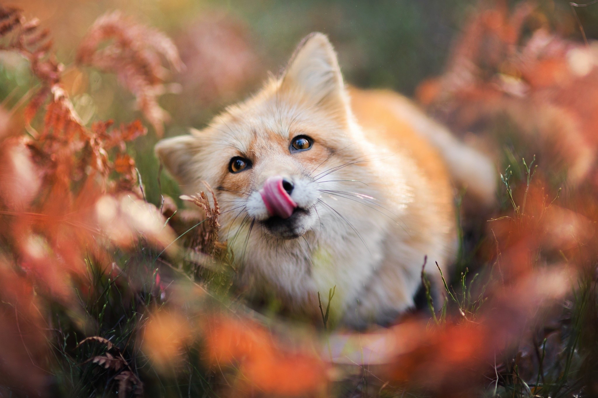 A fox with its tongue out in autumn foliage HD Wallpaper