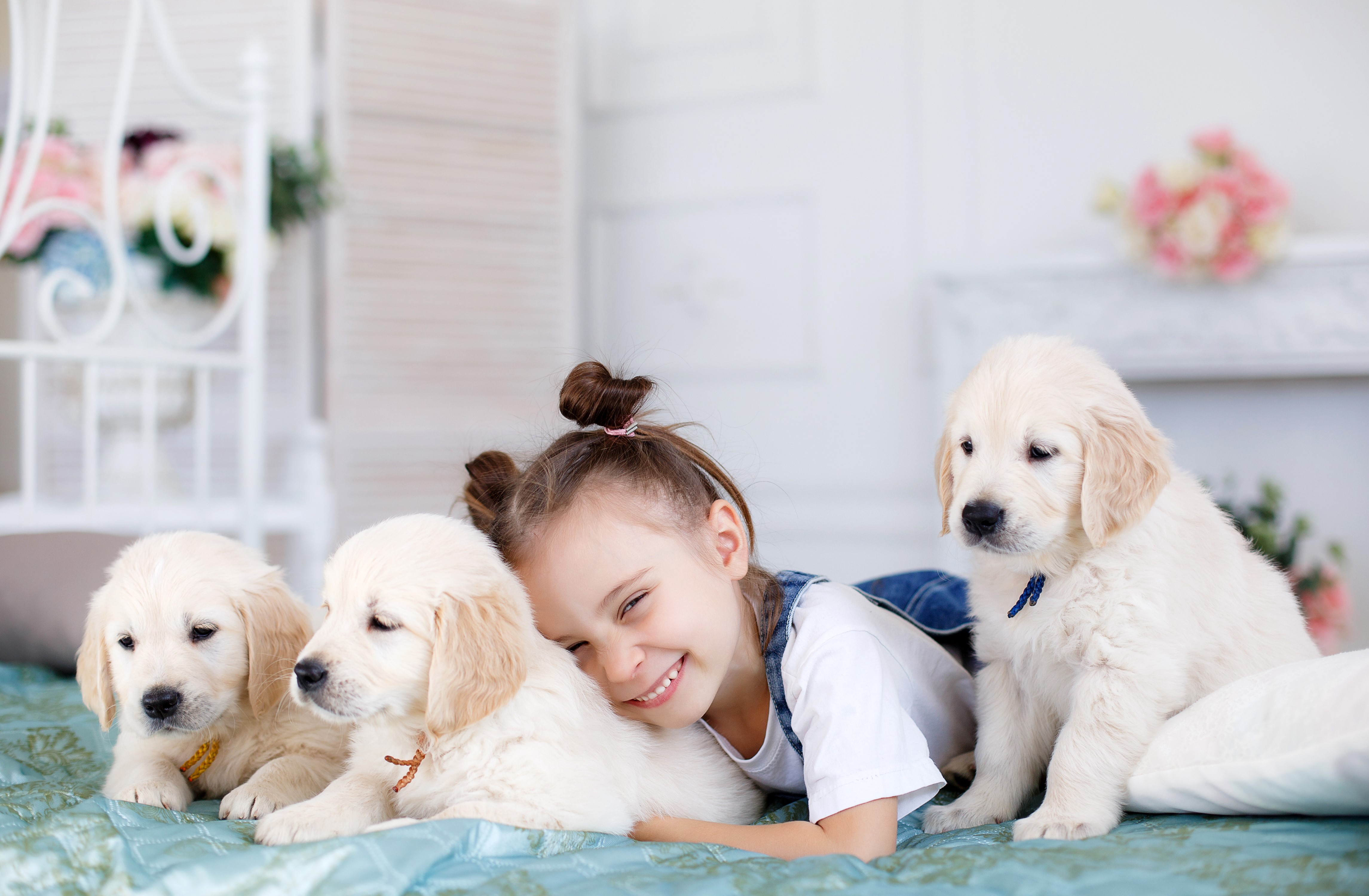 Girl with Golden Retriever Puppies HD Wallpaper