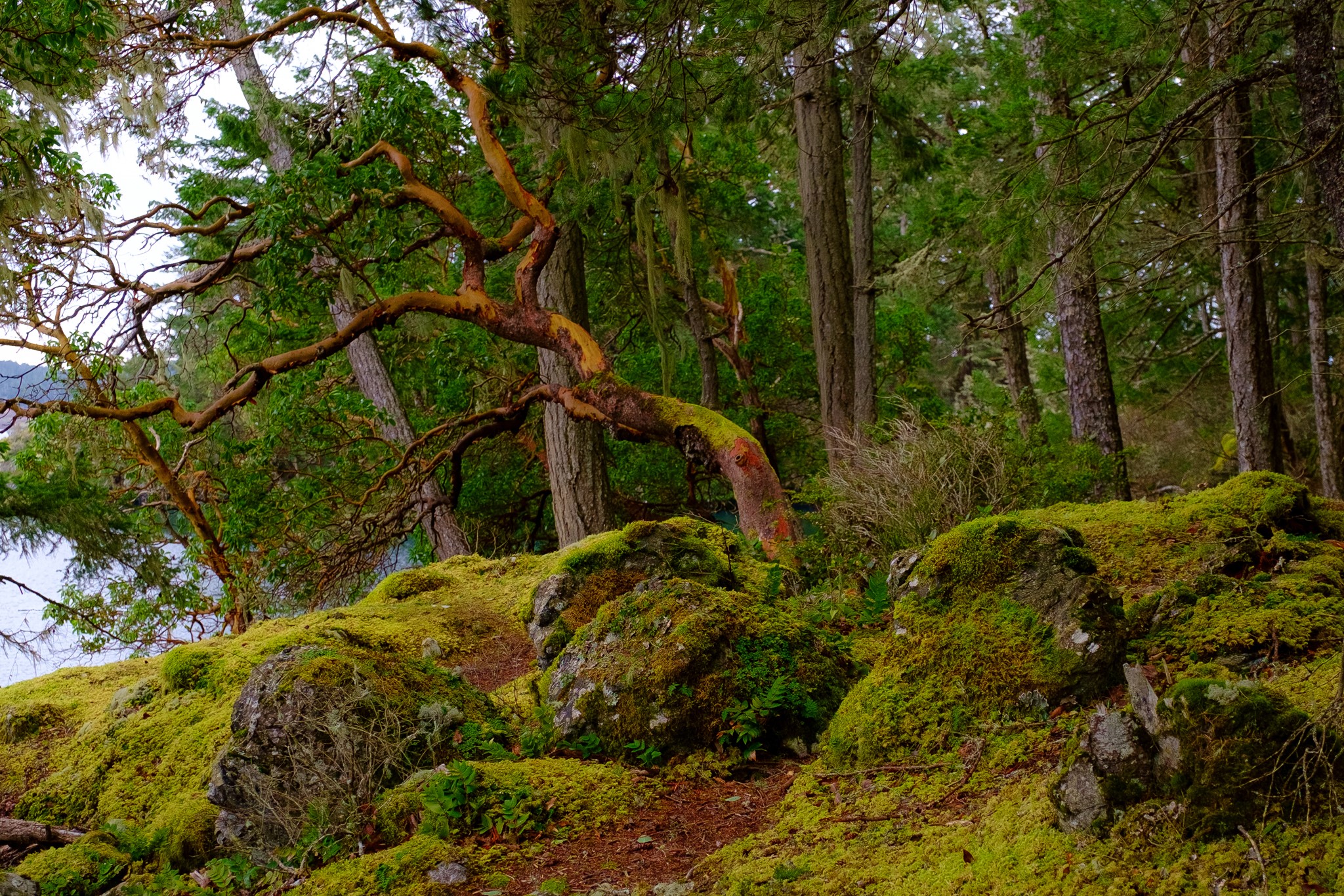 Mossy rocks and trees in East Sooke Park, Canada HD Wallpaper
