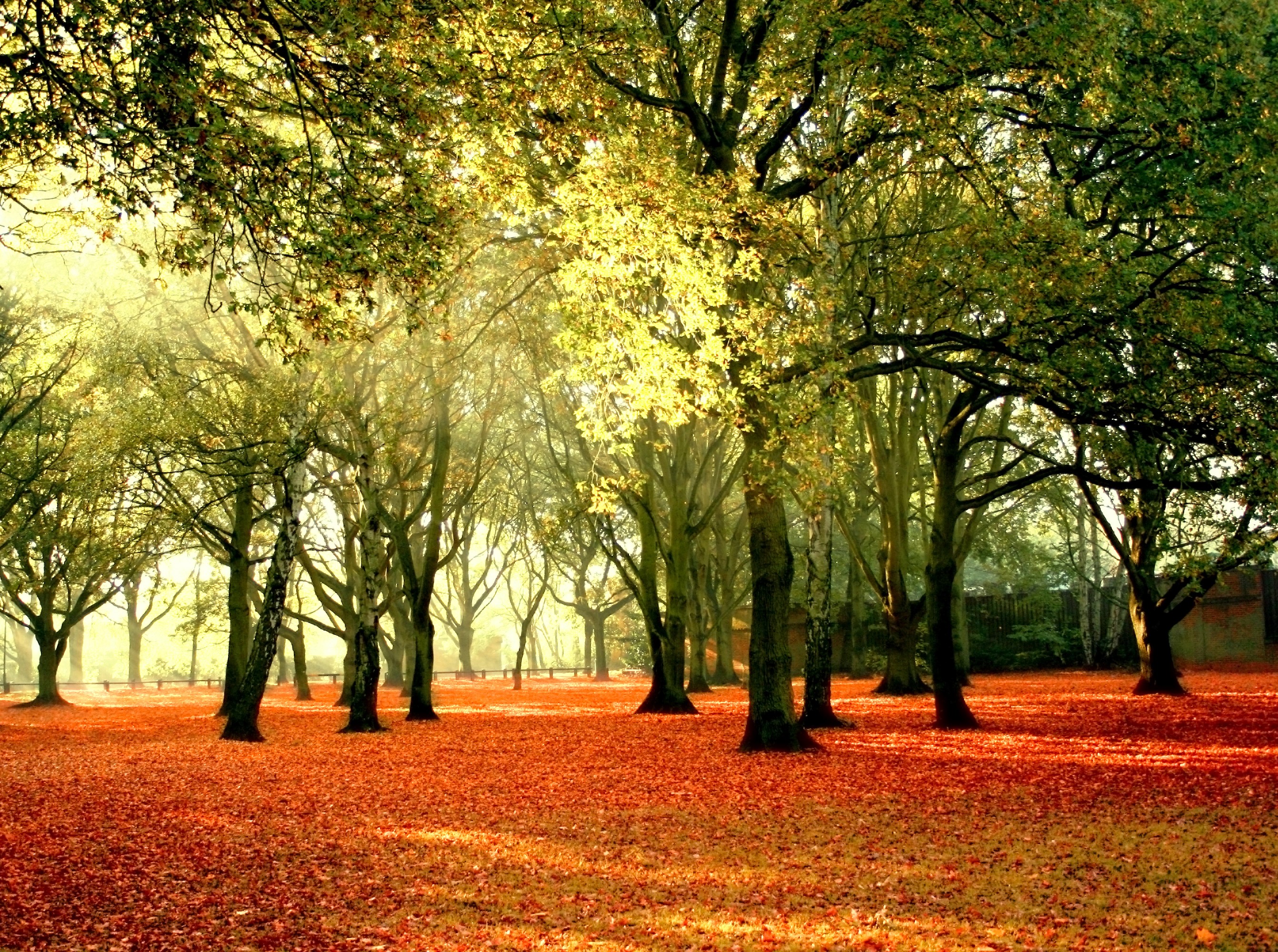 Autumn forest with fallen leaves and sunlight HD Wallpaper