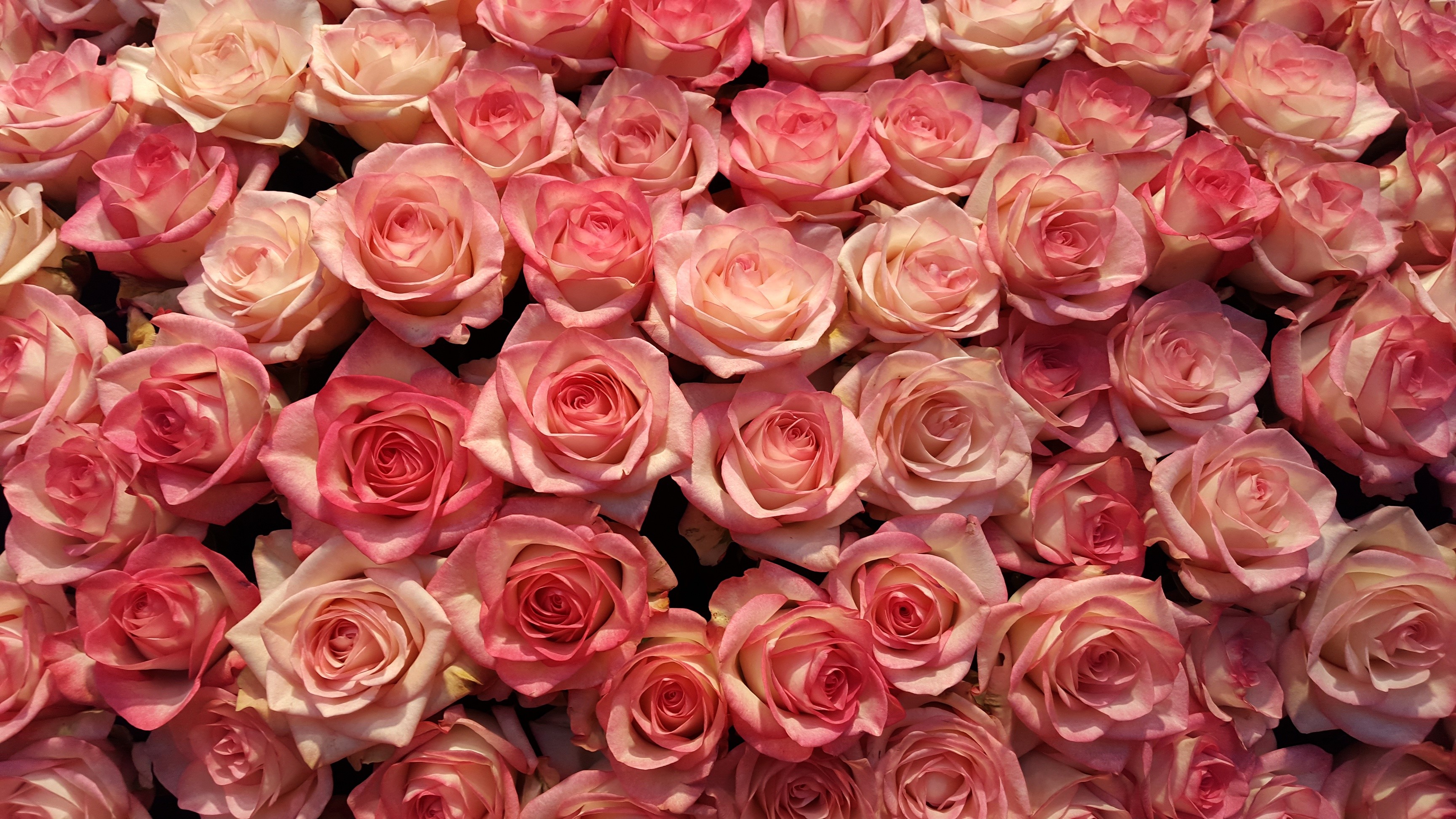 A large bouquet of pink and cream roses HD Wallpaper