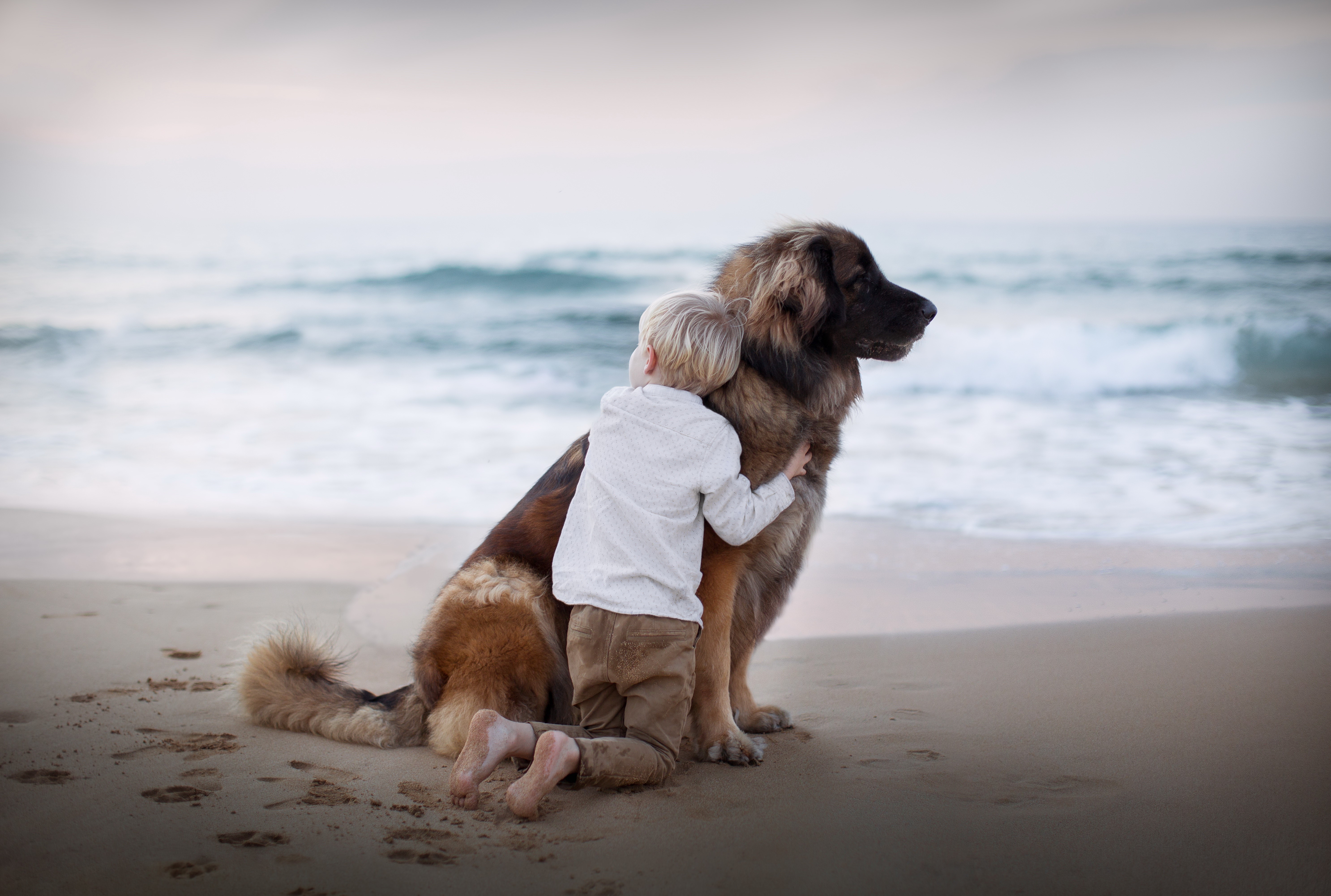 Boy hugging a large dog on a beach HD Wallpaper