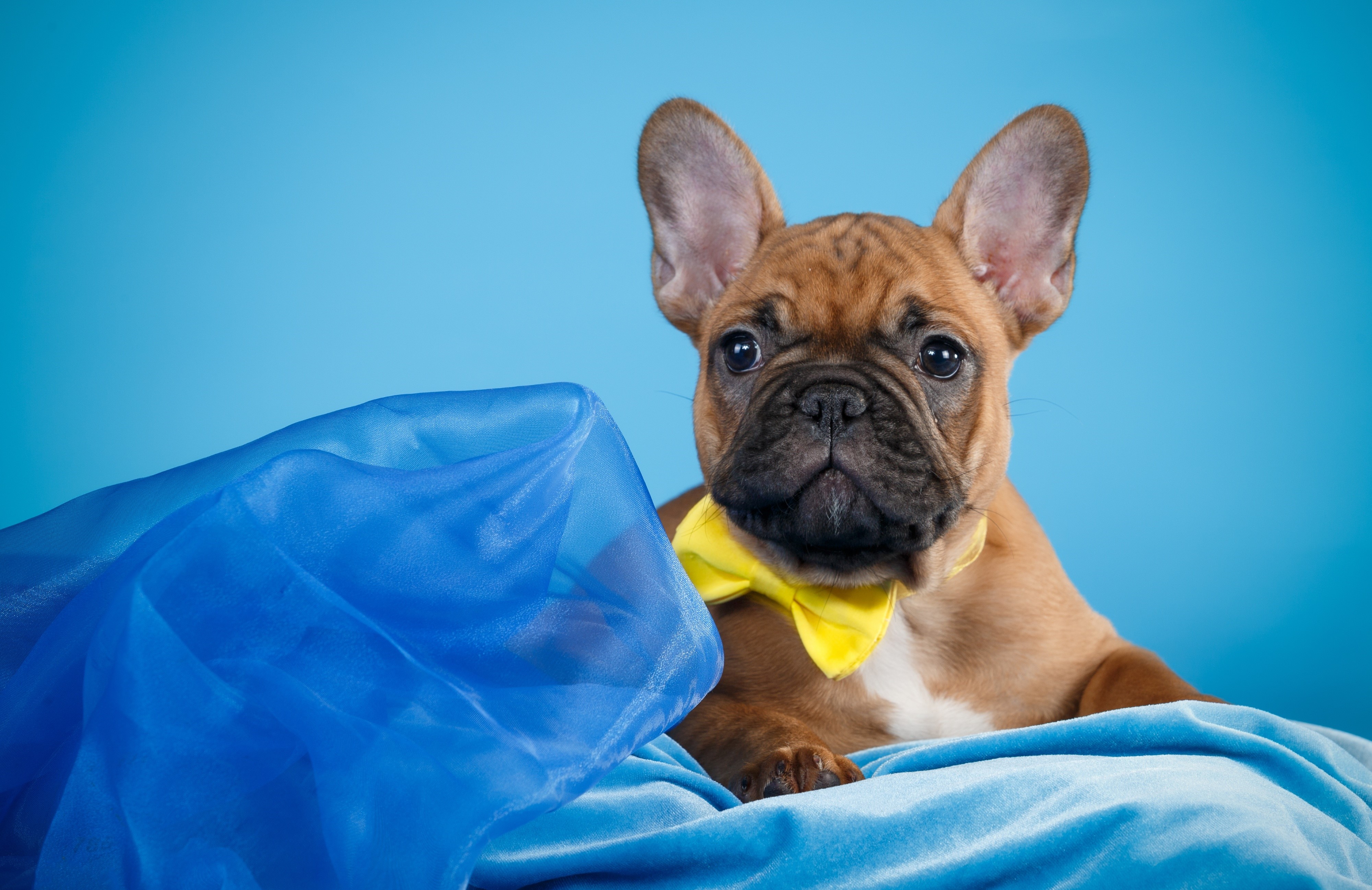 French Bulldog puppy with yellow bow tie HD Wallpaper