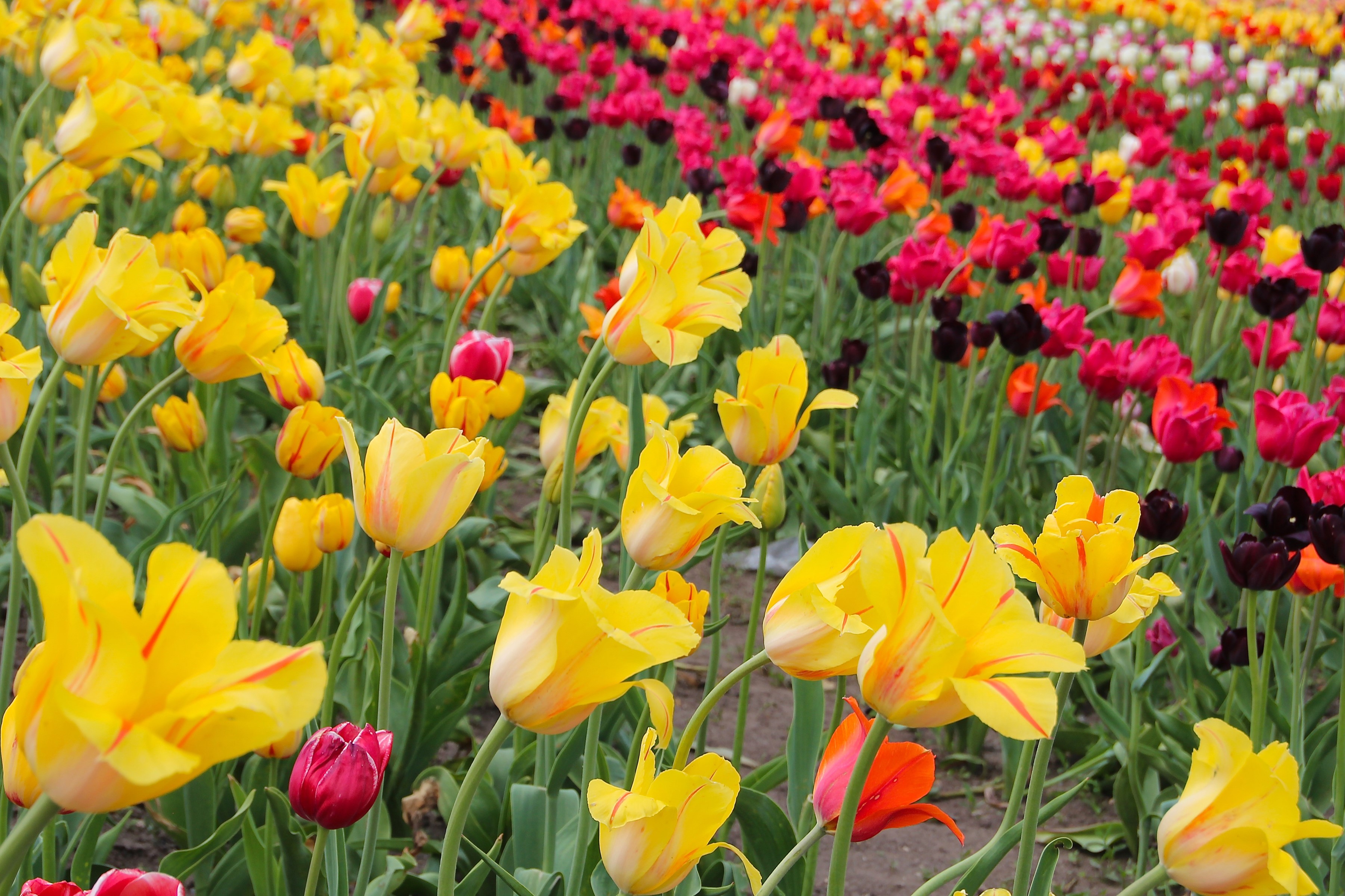 Field of Yellow and Pink Tulips HD Wallpaper