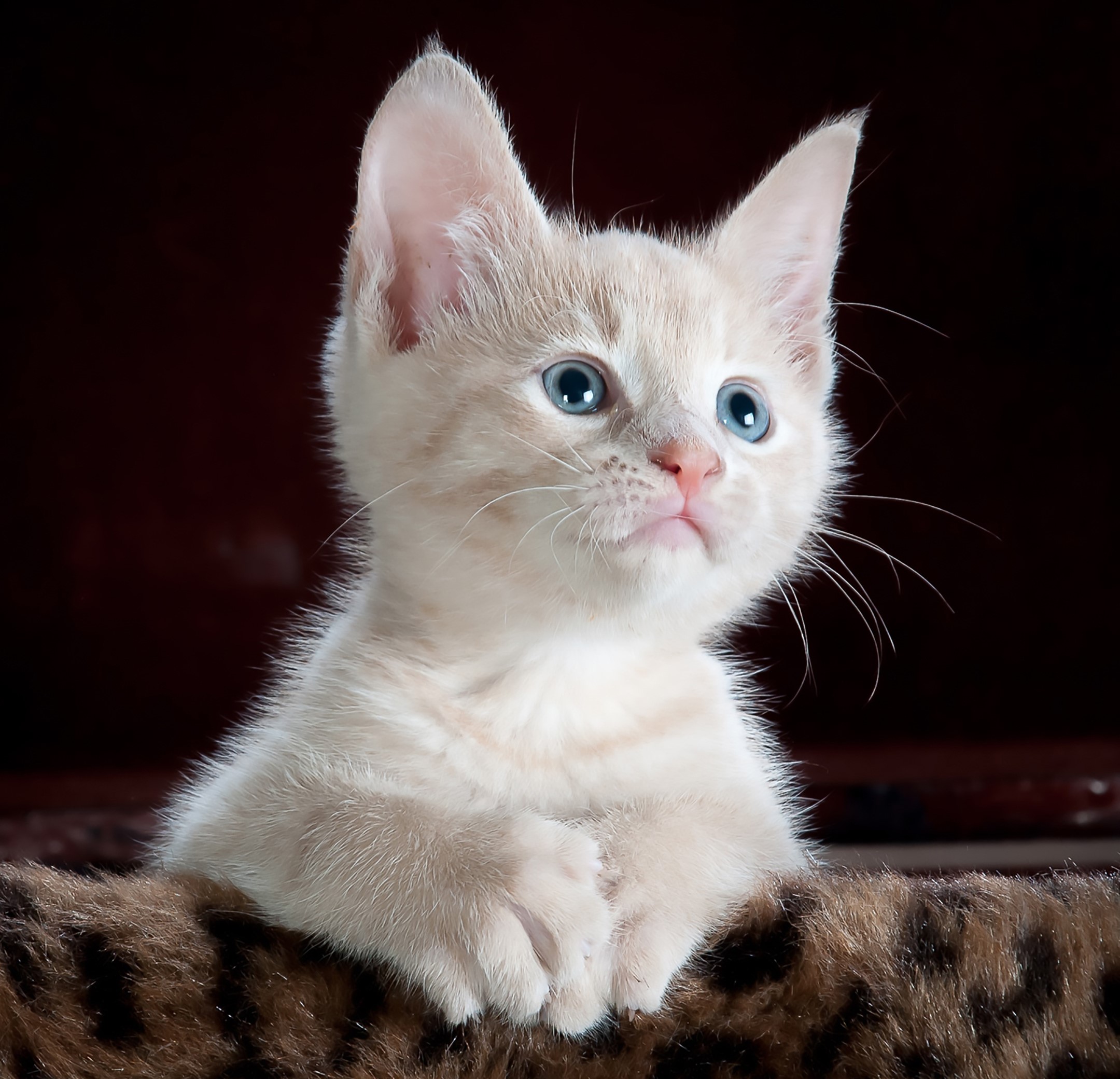 A cream-colored kitten with blue eyes looks up HD Wallpaper