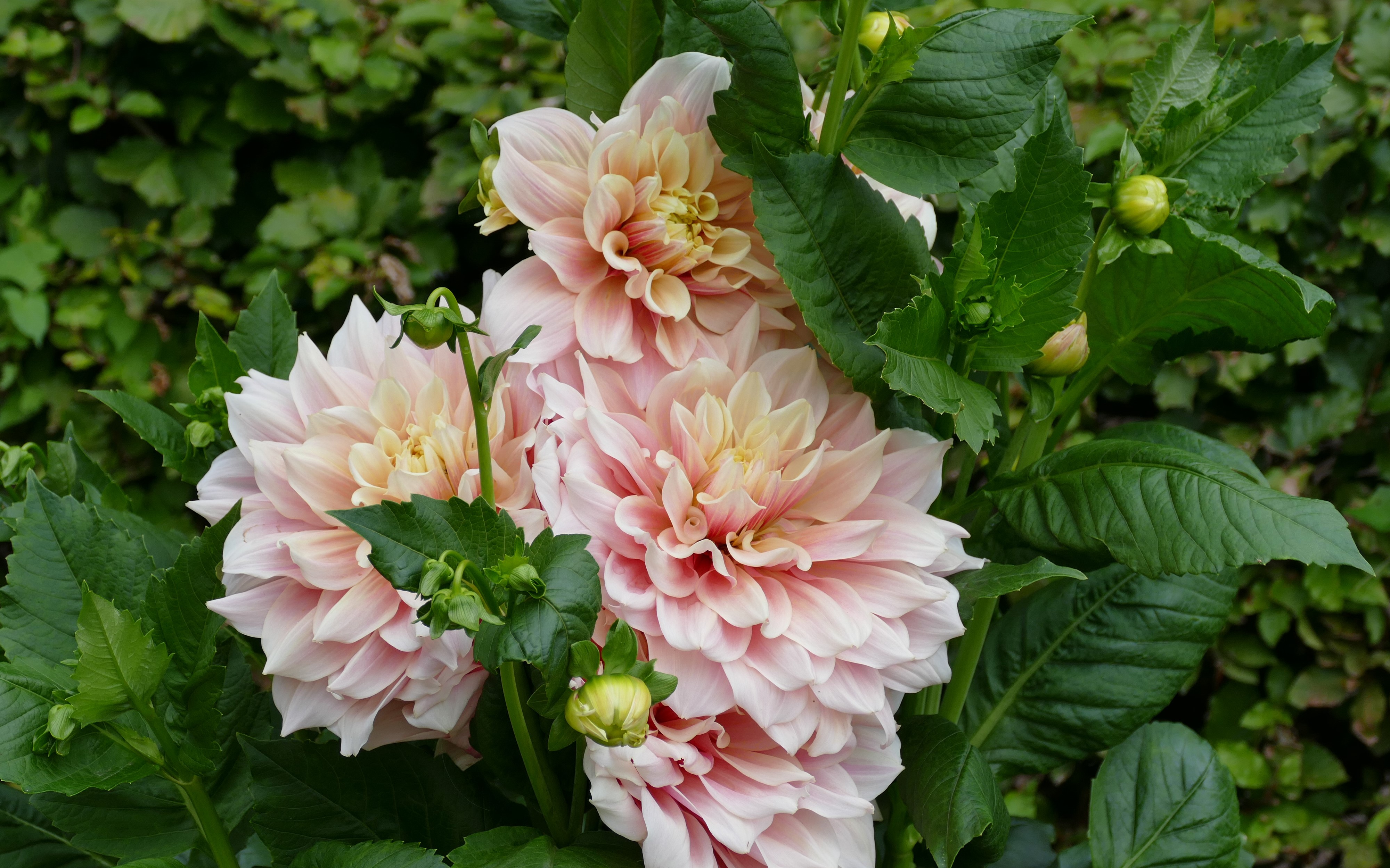 Pink Dahlias in Bloom HD Wallpaper