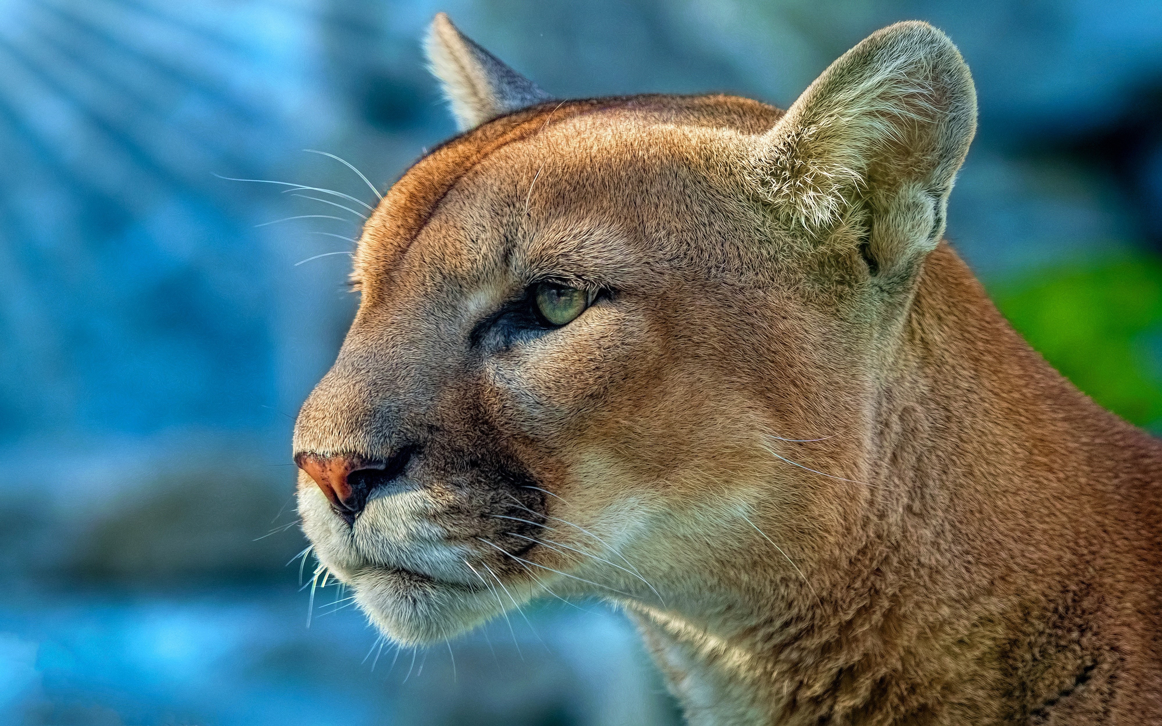 4K Puma Head Close-up HD Wallpaper
