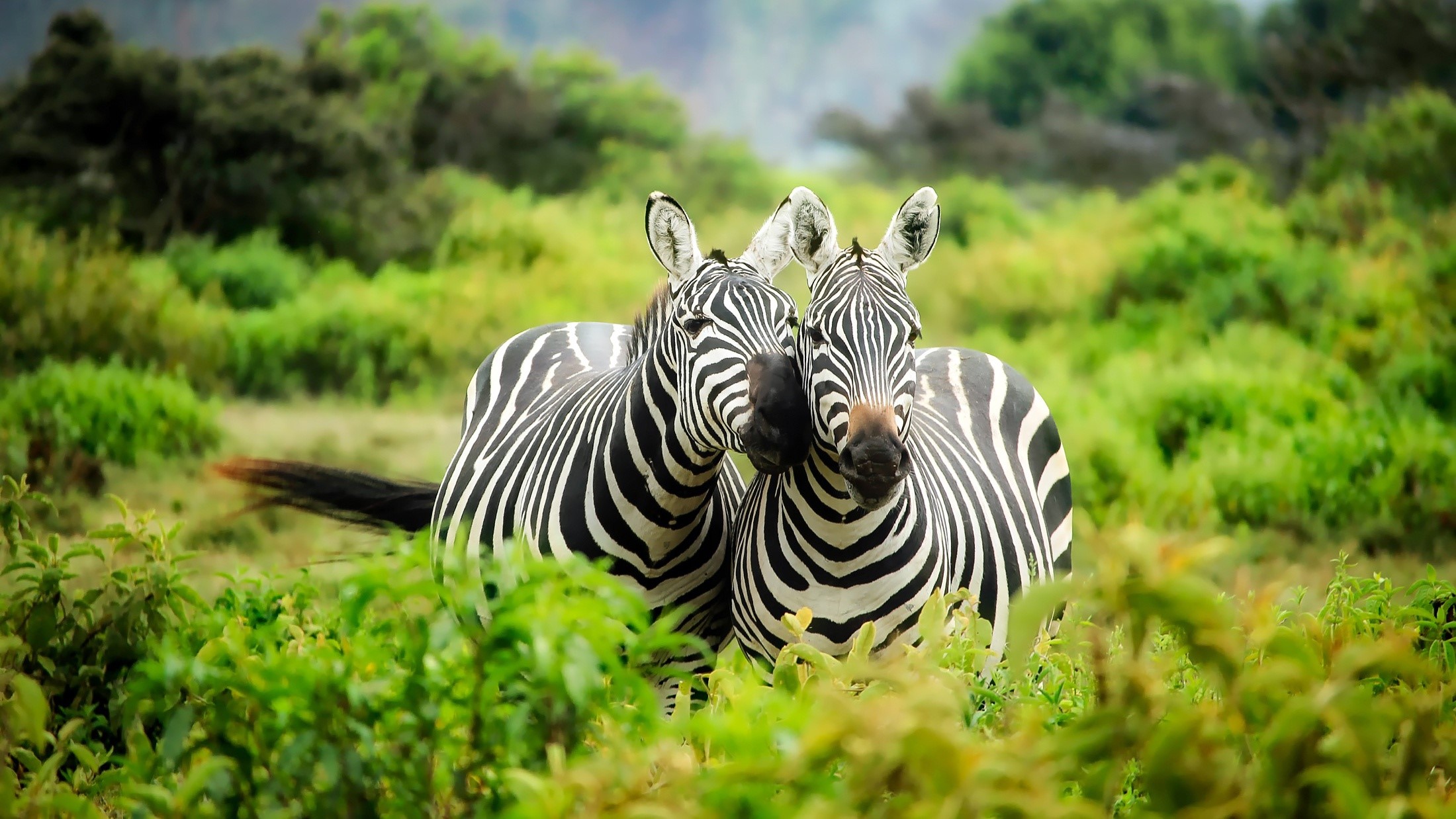 Two zebras in a grassy field HD Wallpaper