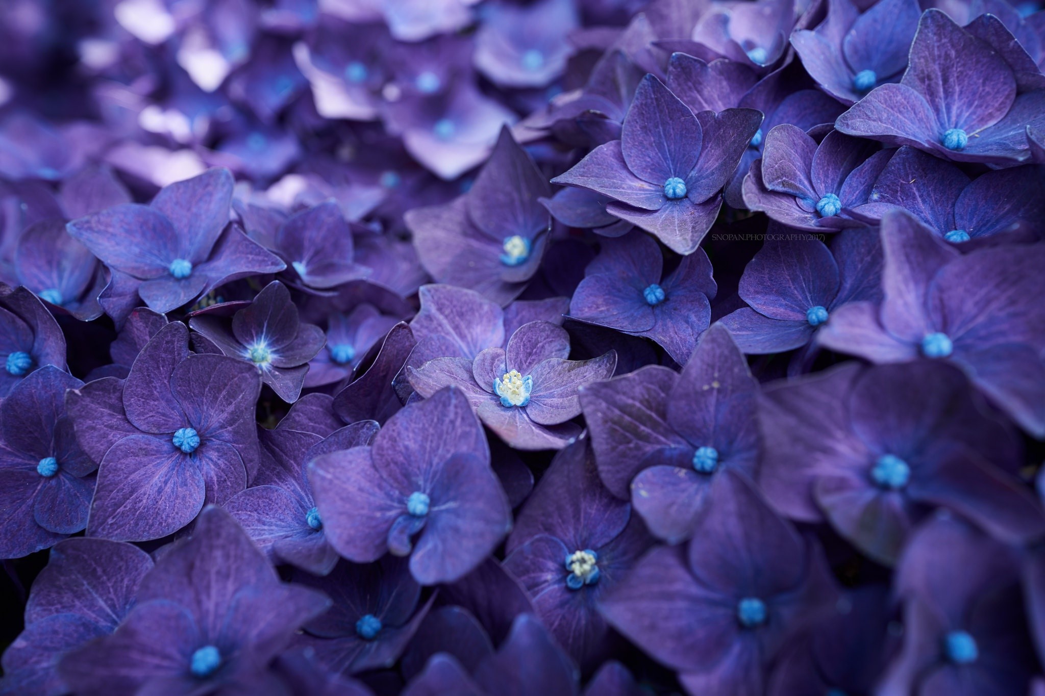 Macro closeup of purple hydrangeas with blue centers HD Wallpaper