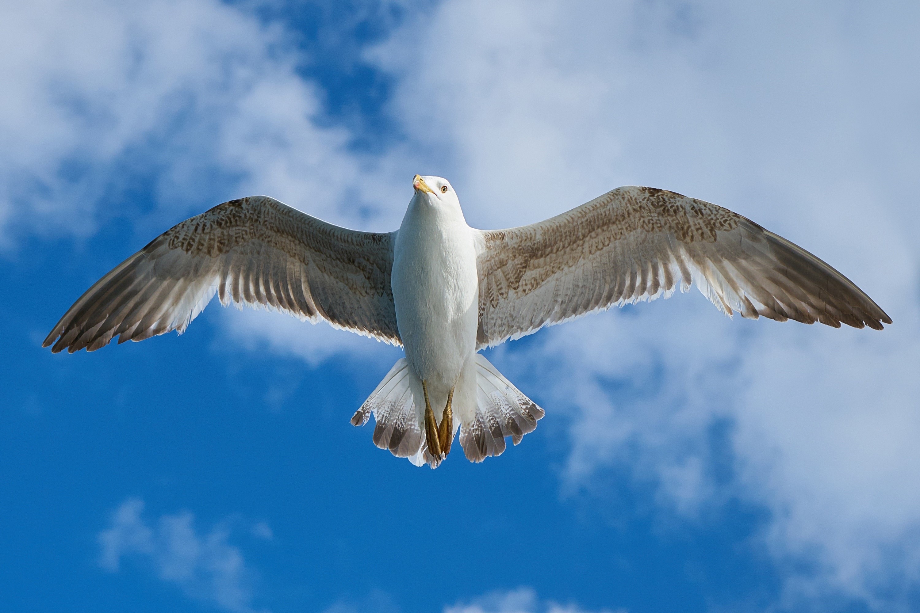 Seagull in flight against a blue sky HD Wallpaper