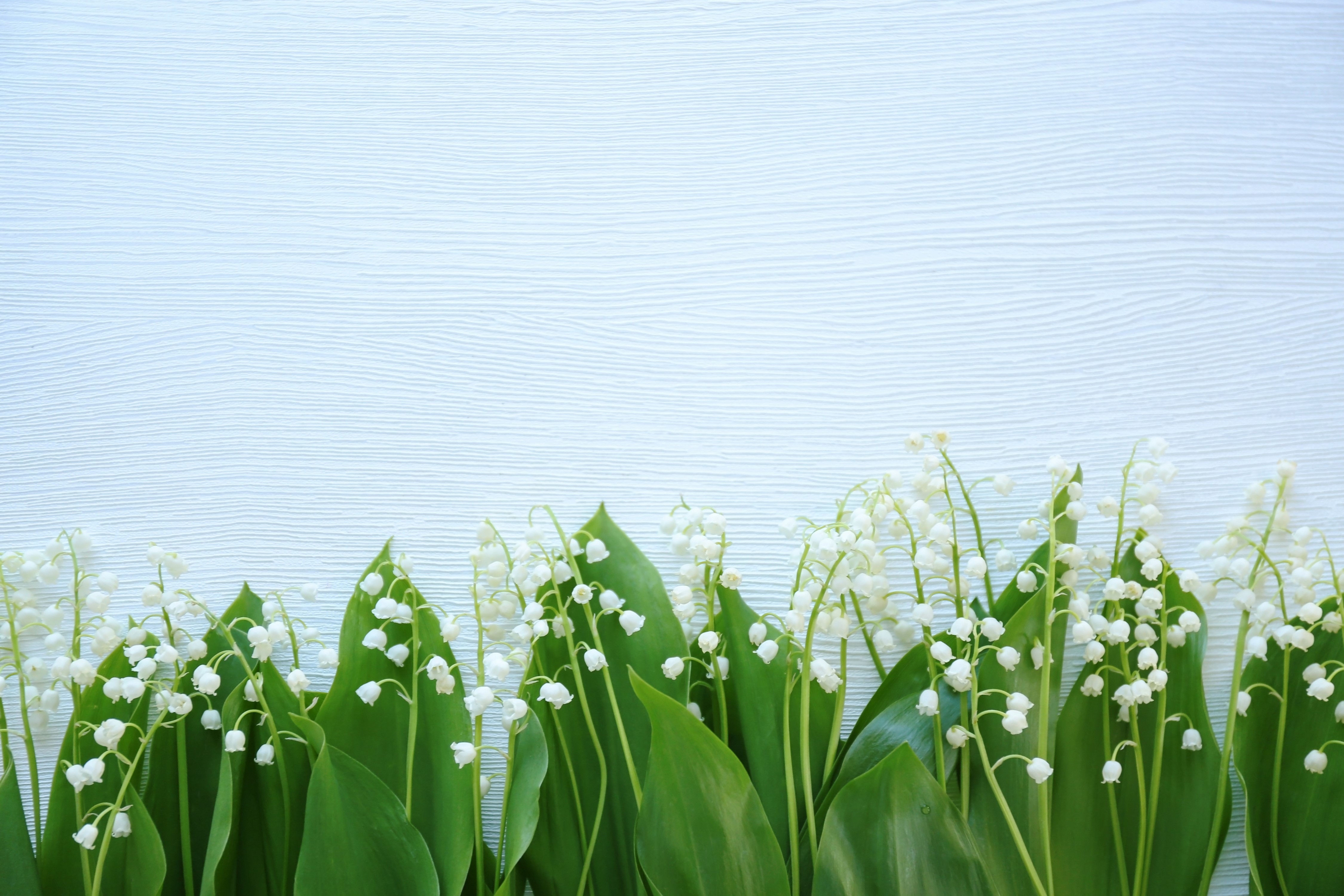 Lilies of the valley on a light blue wooden background HD Wallpaper