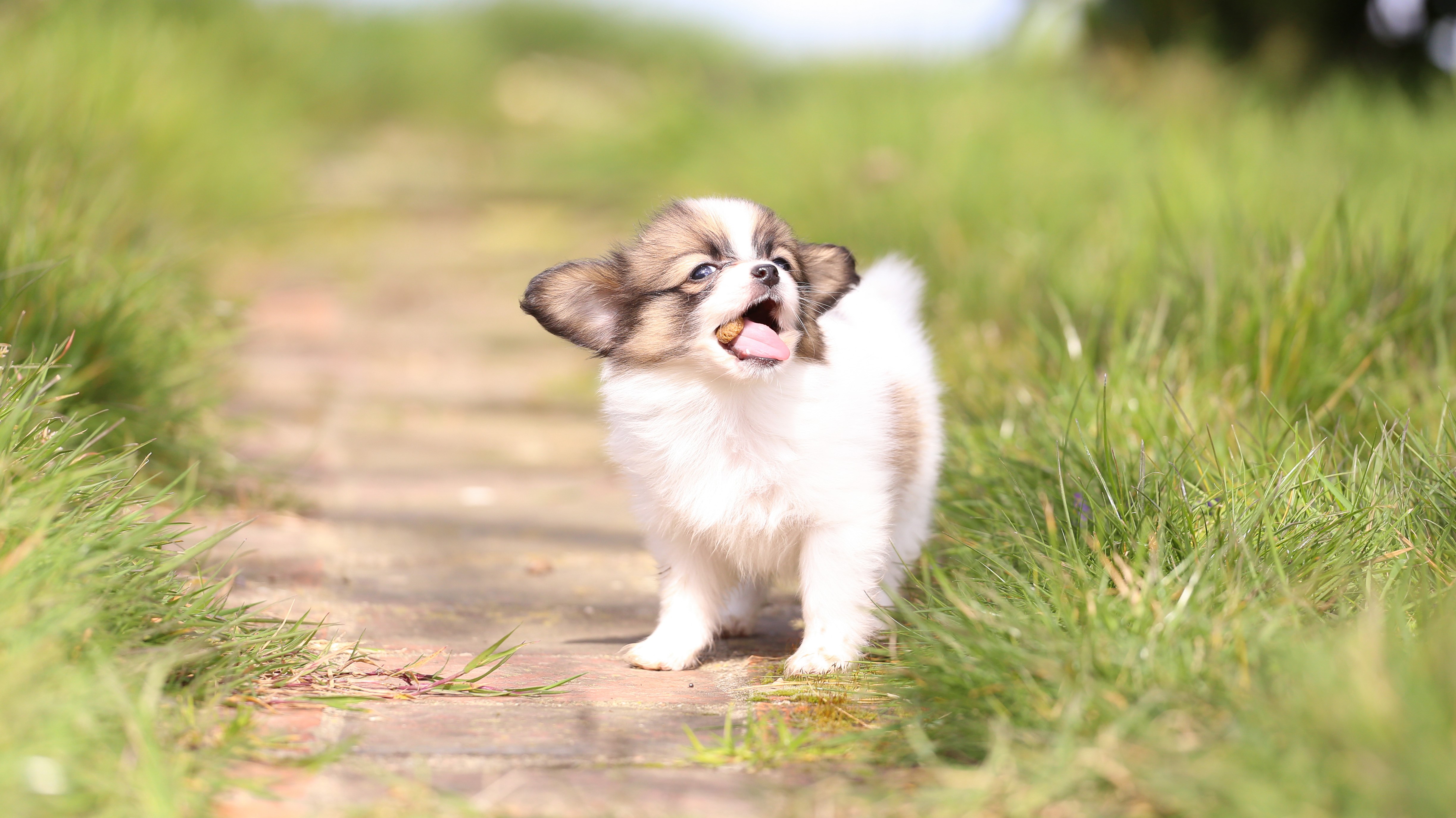 Papillon Puppy on a Path HD Wallpaper
