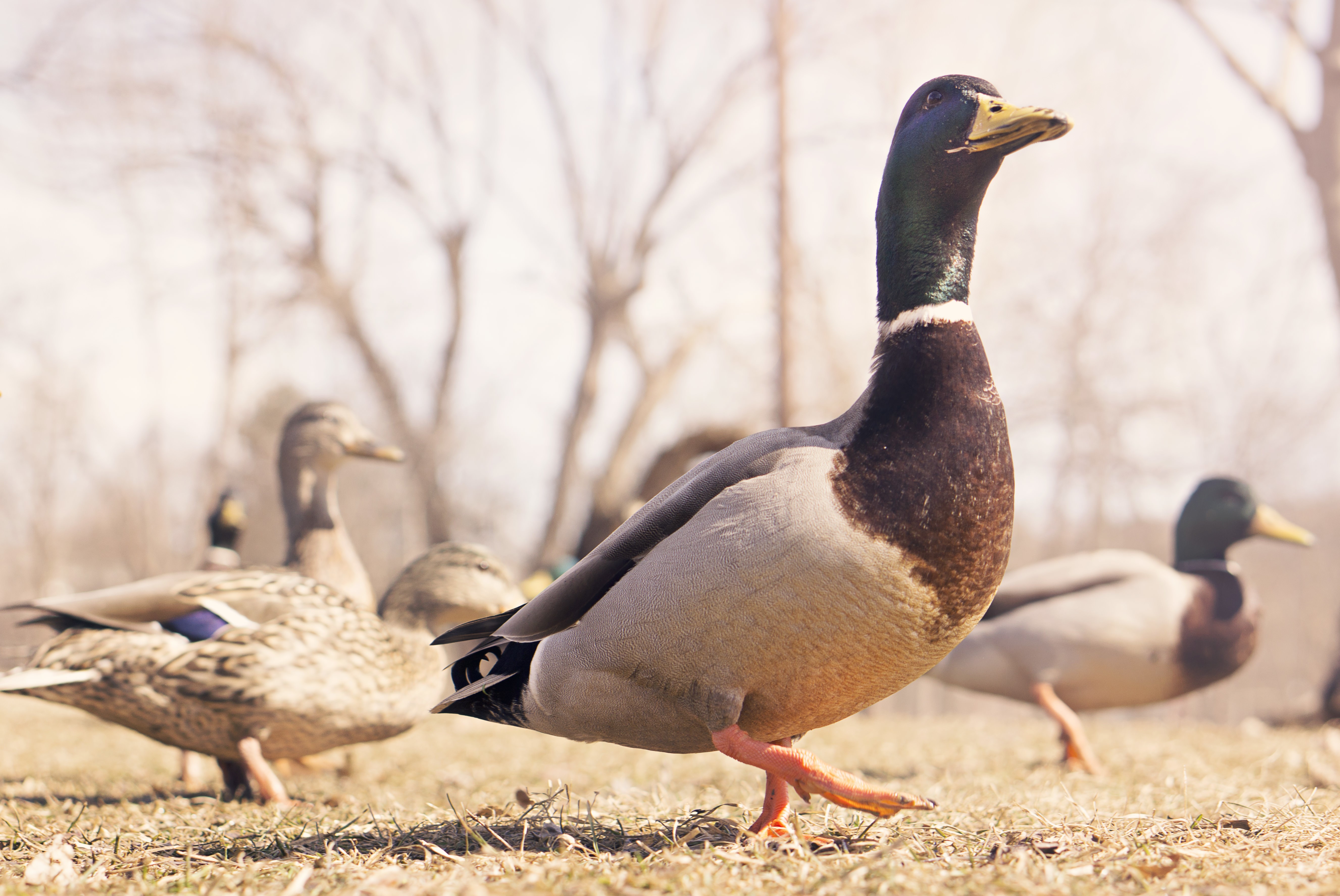 Mallard Ducks in a Field HD Wallpaper