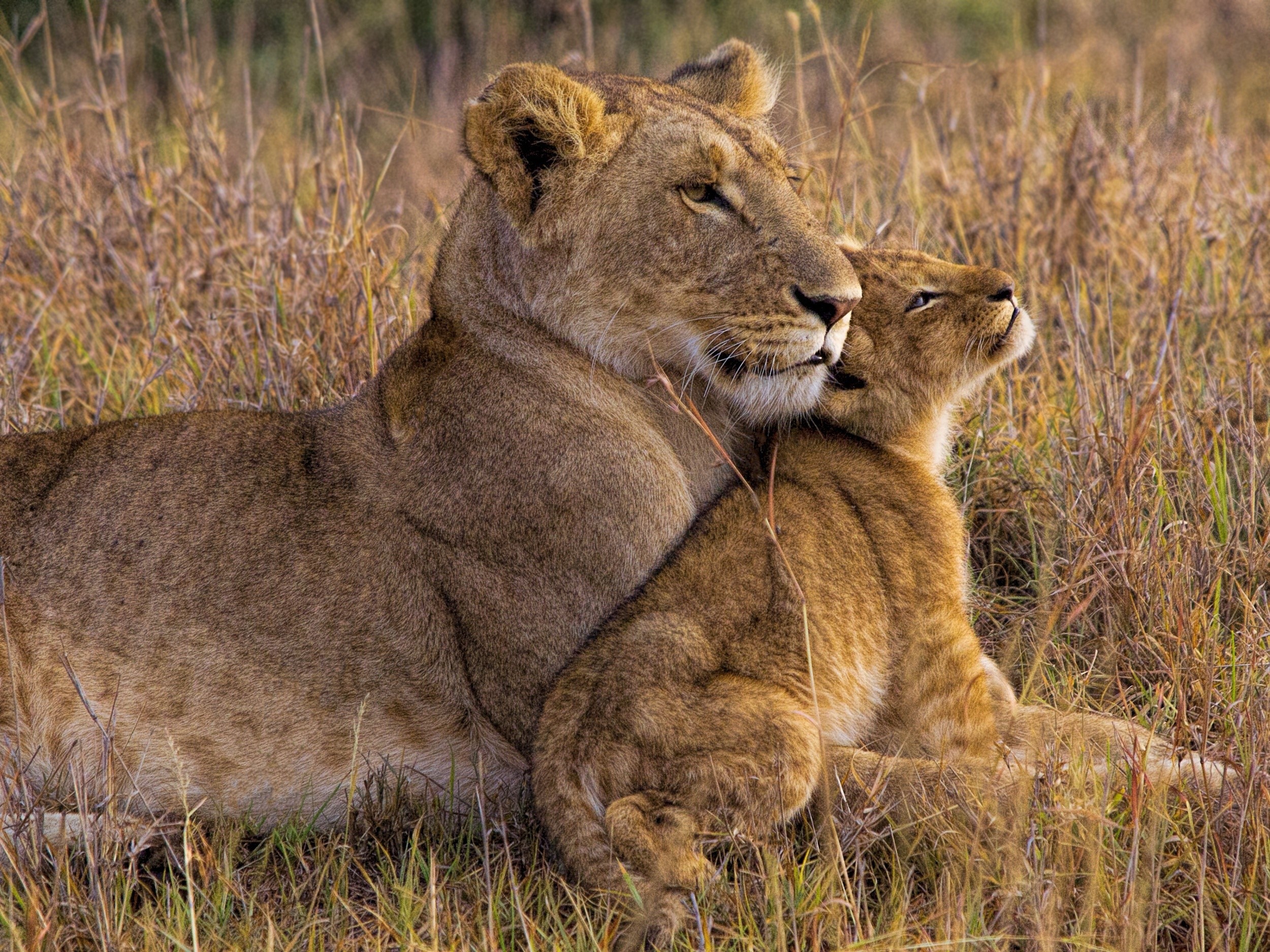 Lioness and cub resting in tall grass HD Wallpaper
