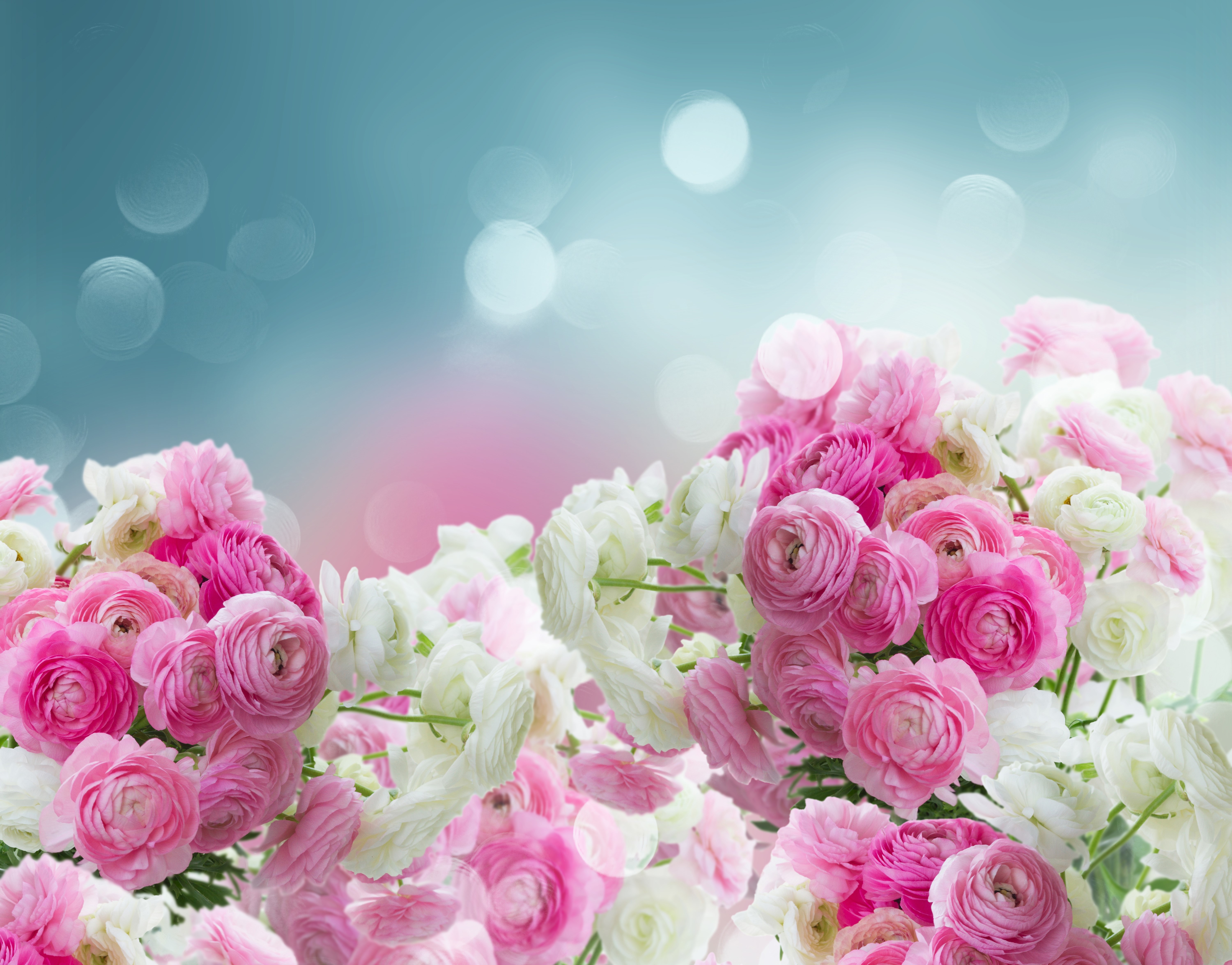 Pink and white ranunculus flowers with bokeh HD Wallpaper