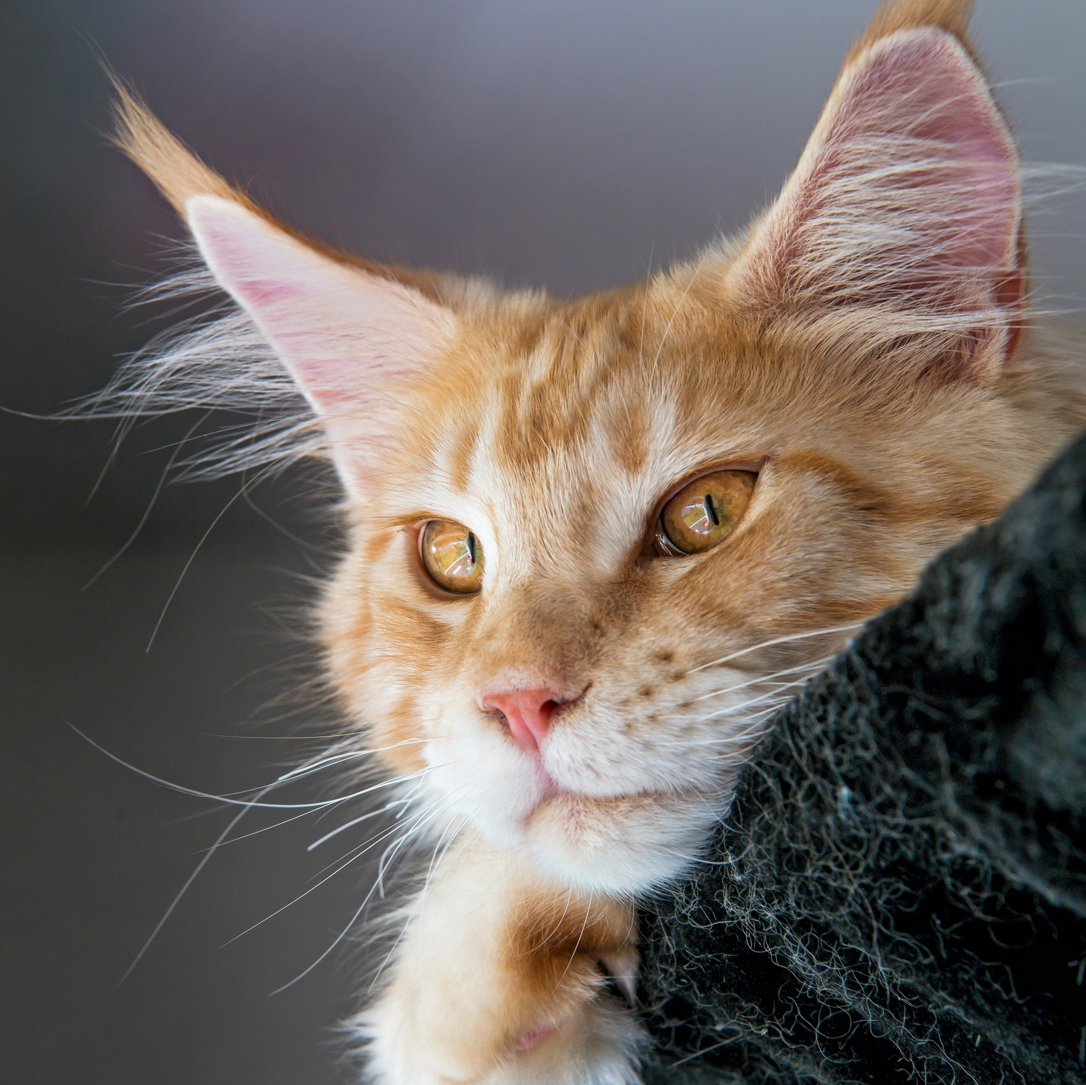 Ginger Maine Coon cat peeking over a dark surface HD Wallpaper