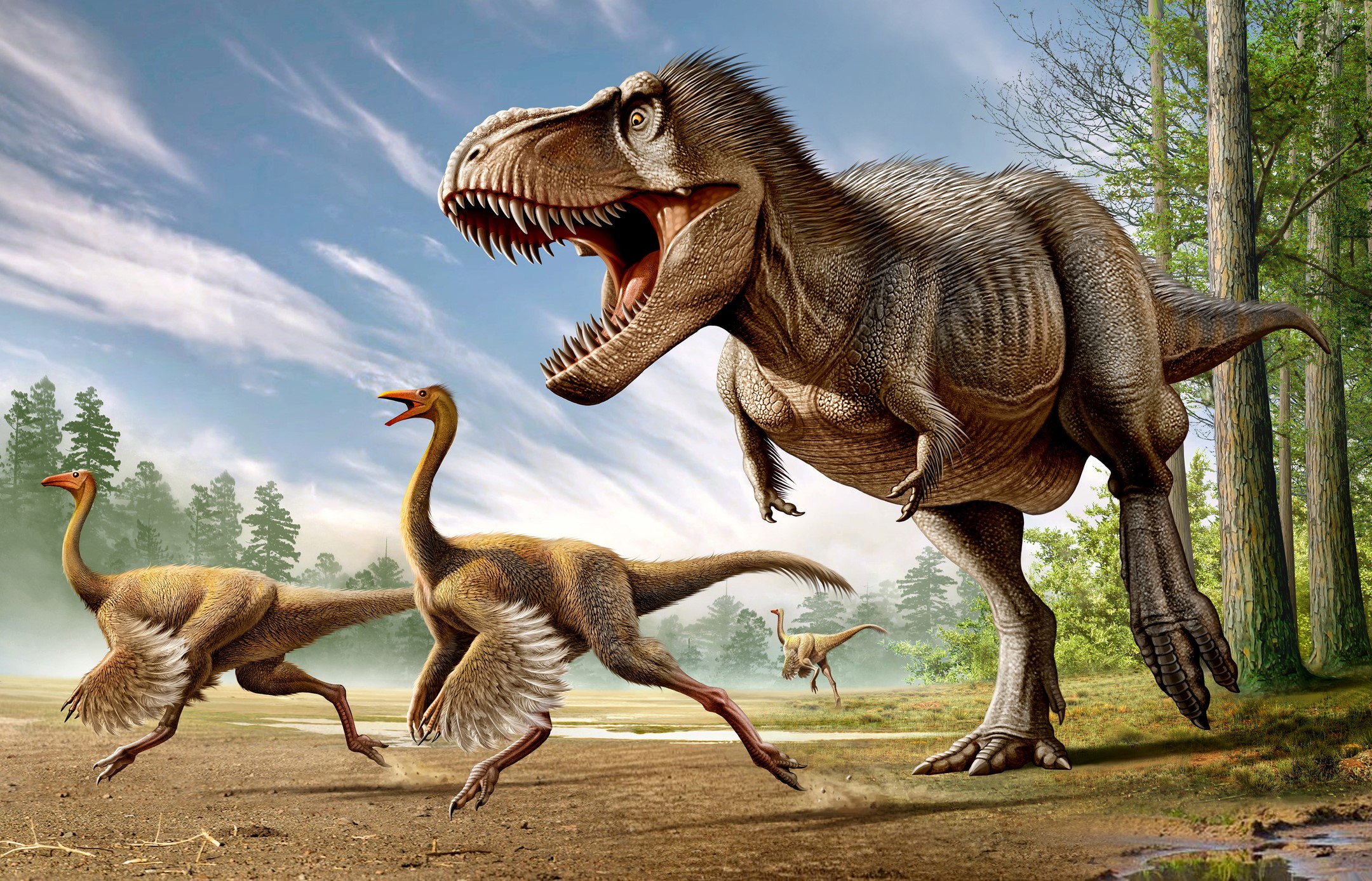 Tyrannosaurus Rex hunting Struthiomimus dinosaurs HD Wallpaper