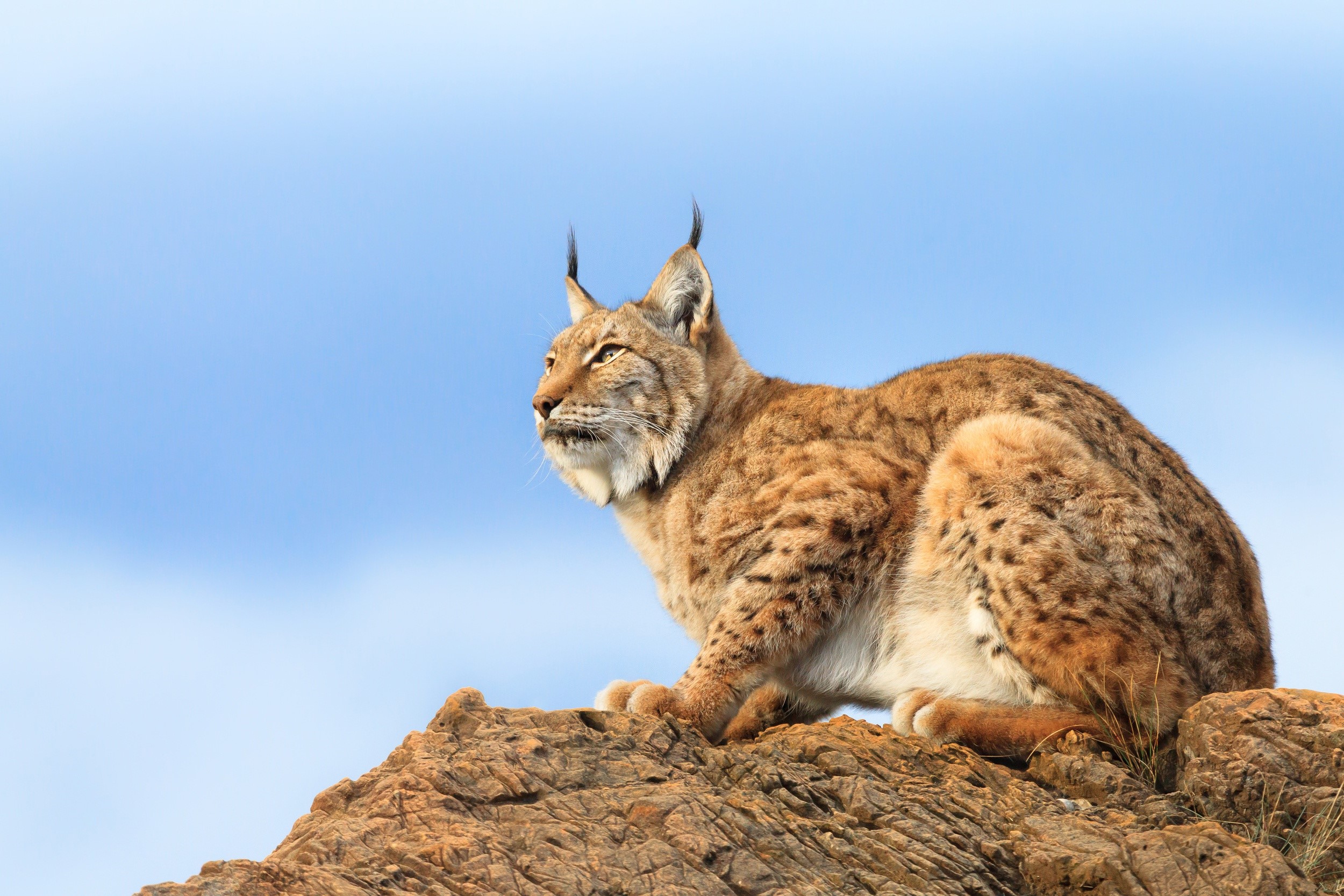 Lynx sitting on a rock HD Wallpaper